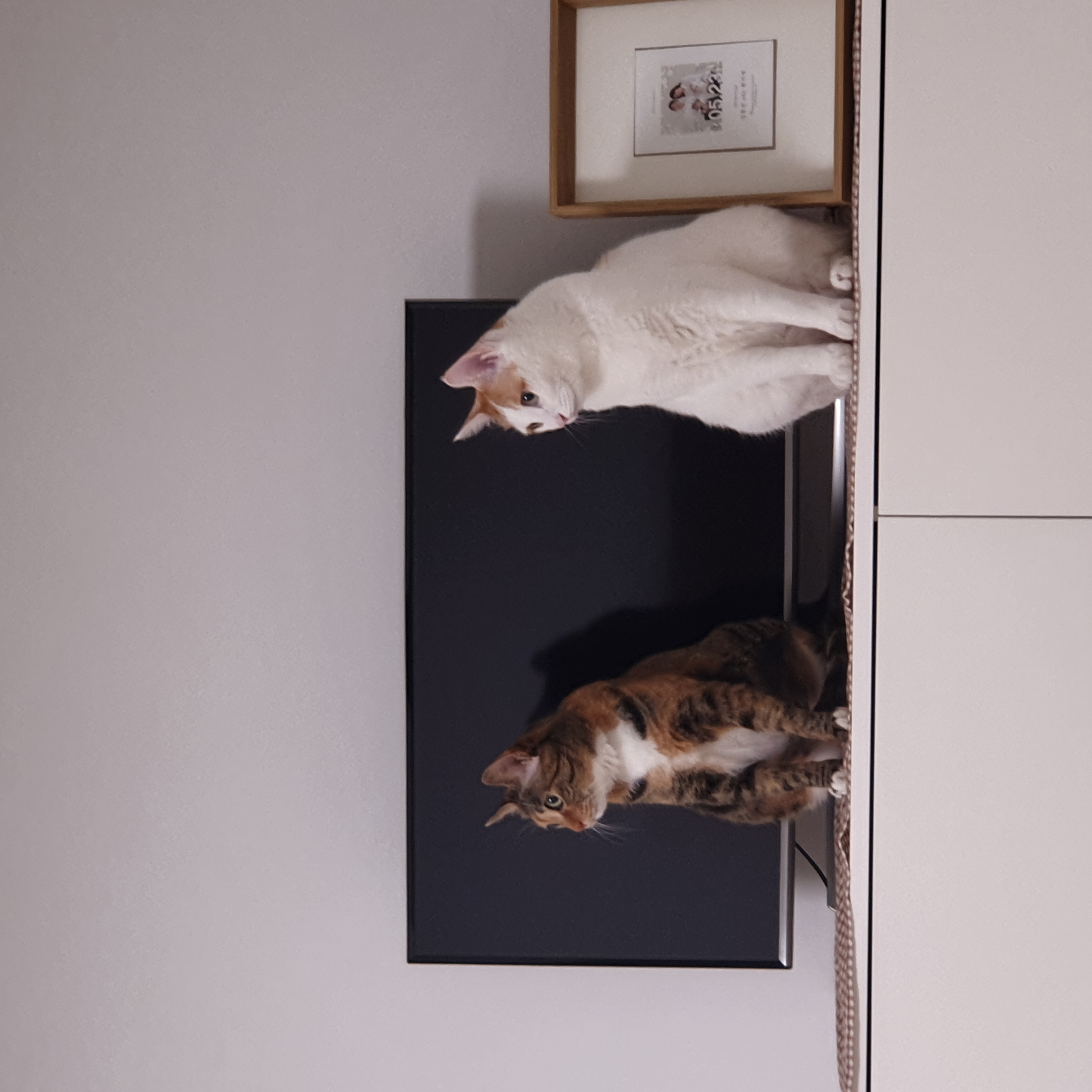 너로에게 새 가족이 생겼습니다!