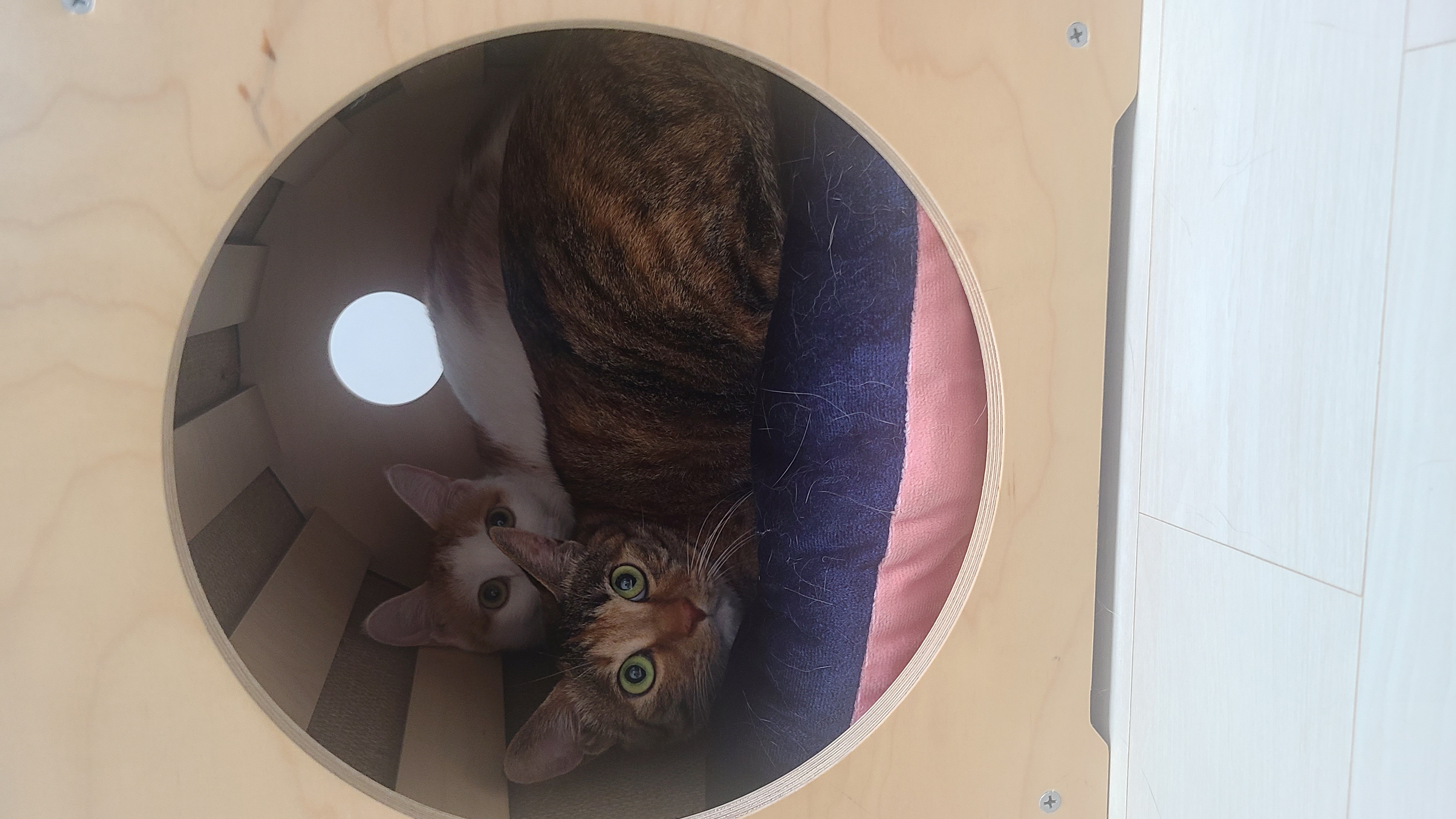 너로에게 새 가족이 생겼습니다!