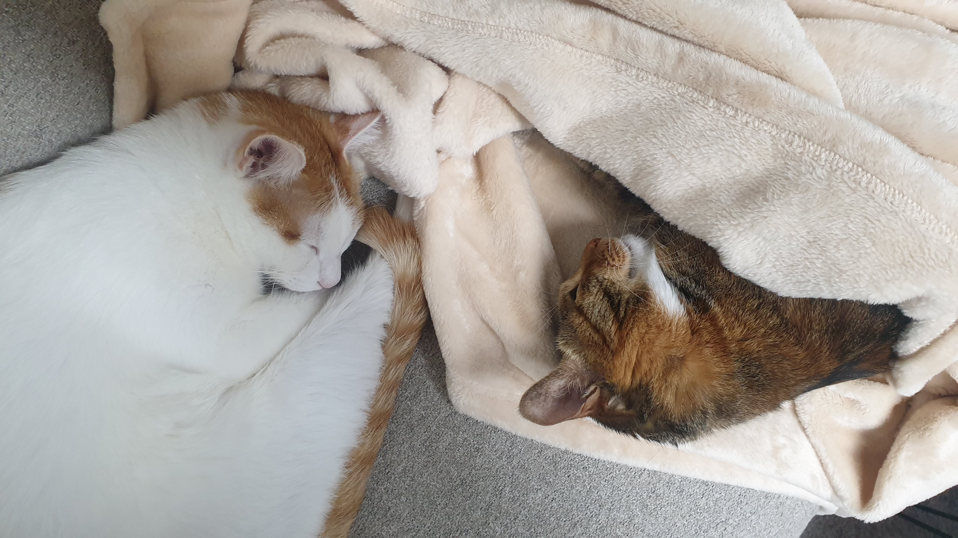 너로에게 새 가족이 생겼습니다!