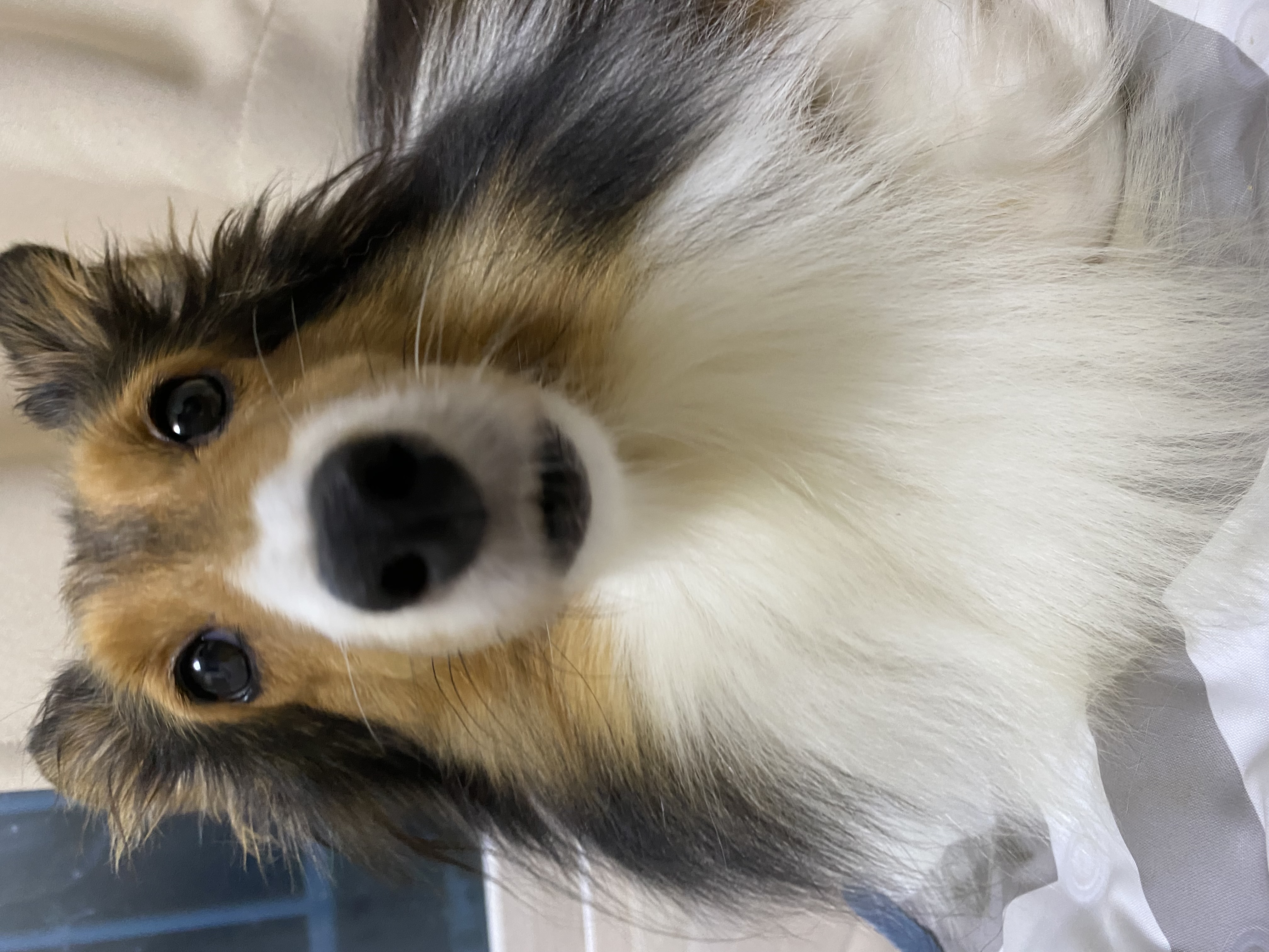 보미(곤지암 샐리)가 새해인사드려요~