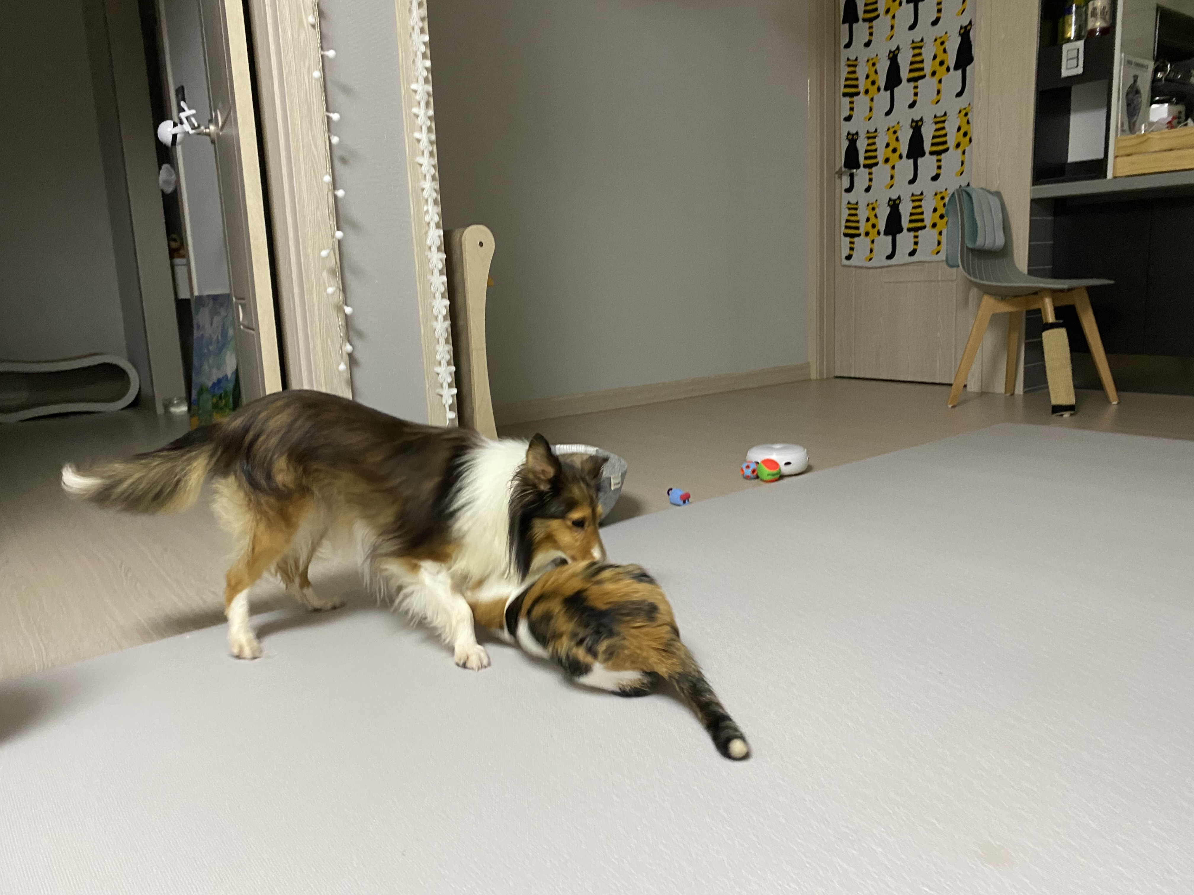 보미(곤지암 샐리)가 새해인사드려요~