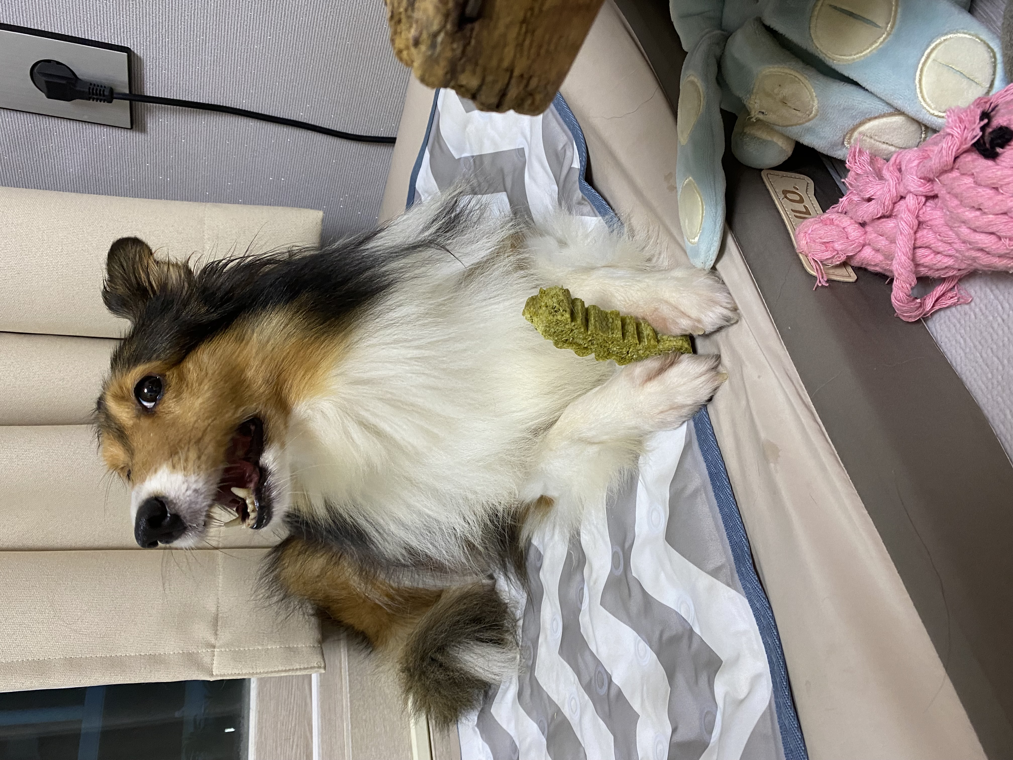 보미(곤지암 샐리)가 새해인사드려요~