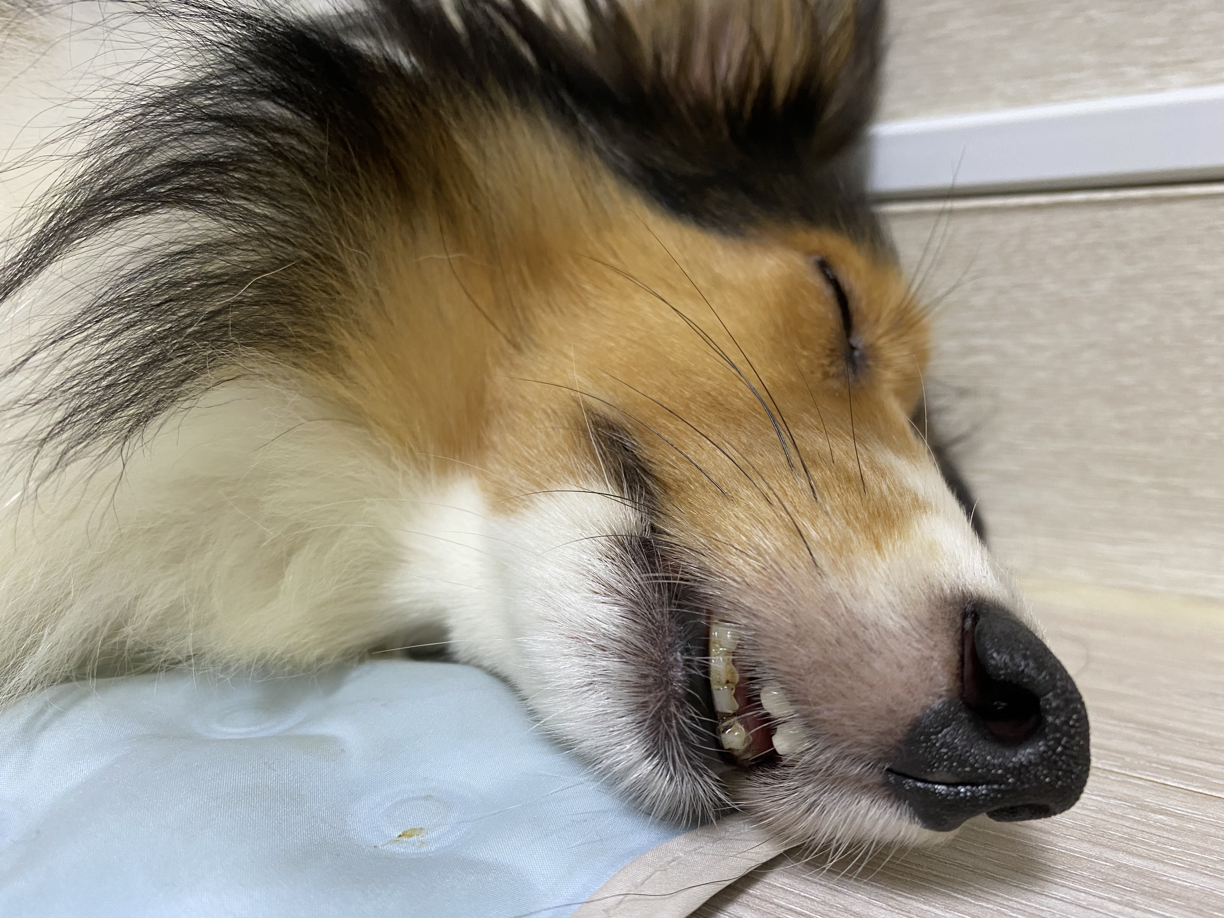 보미(곤지암 샐리)가 새해인사드려요~