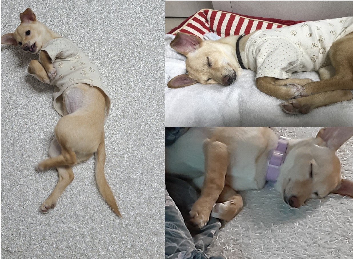 데이 집에 온지 일주일!!