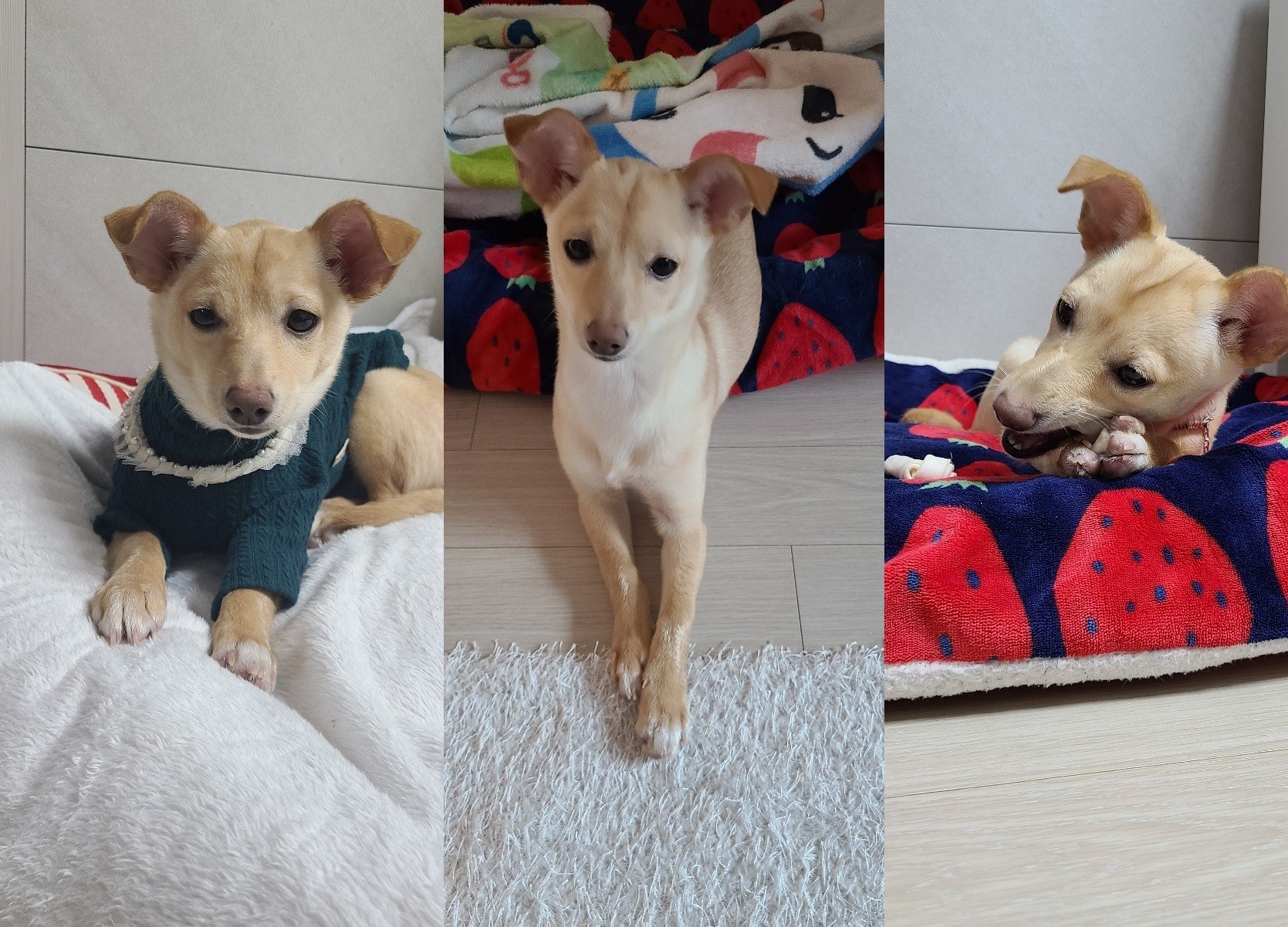 데이 집에 온지 일주일!!