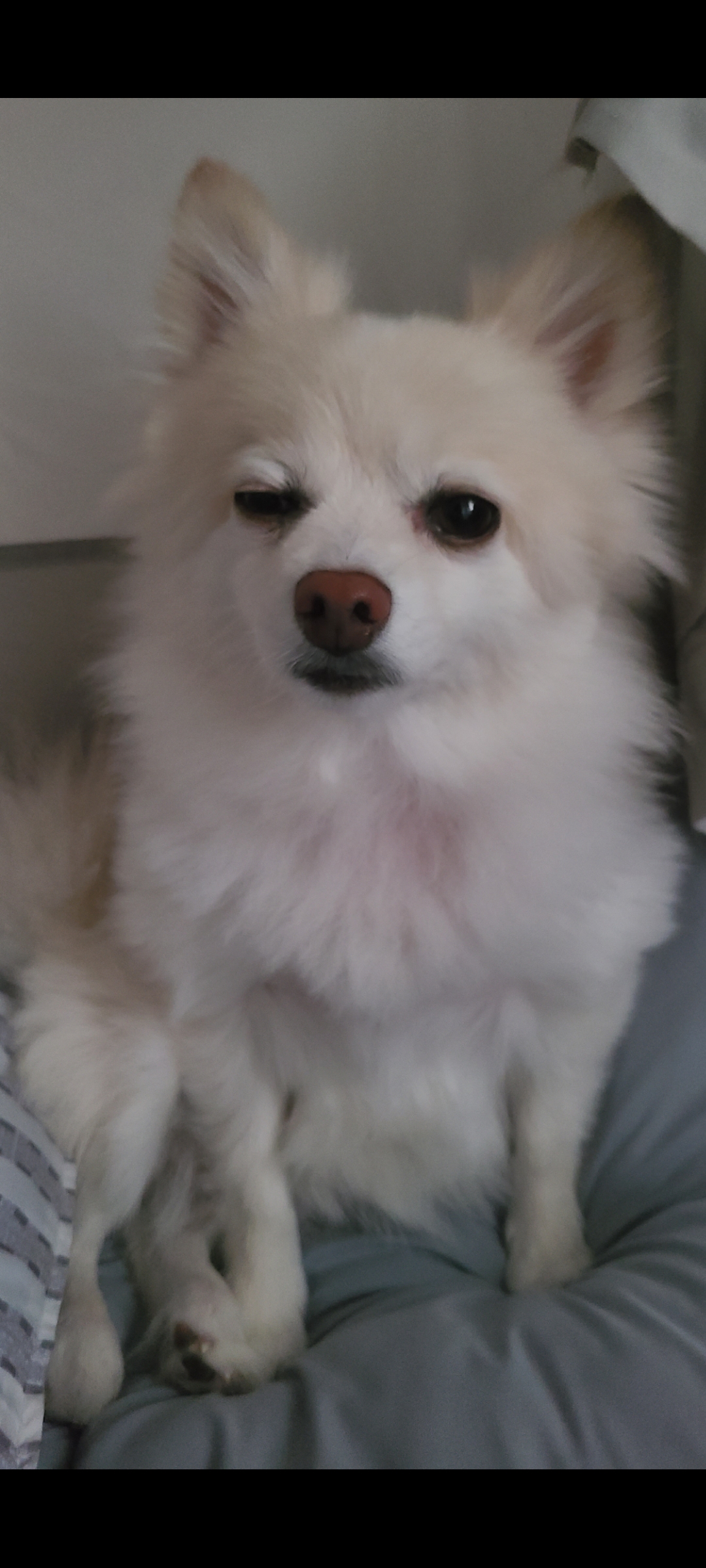 보배 새해인사 왔어용!