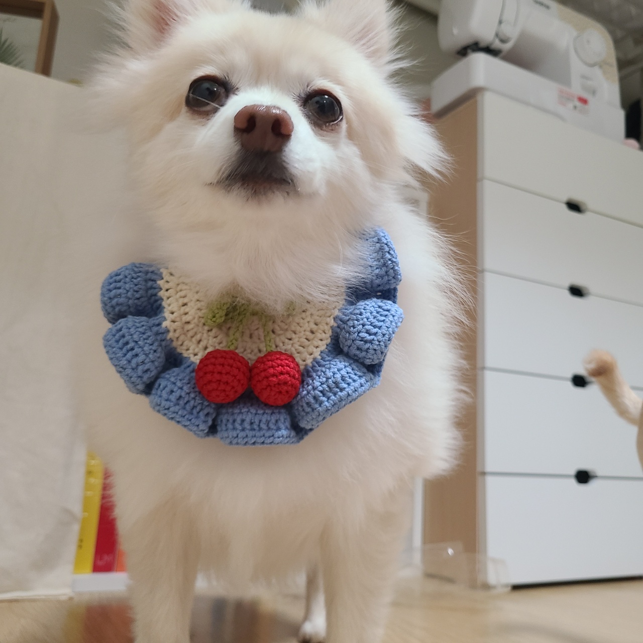 보배 새해인사 왔어용!