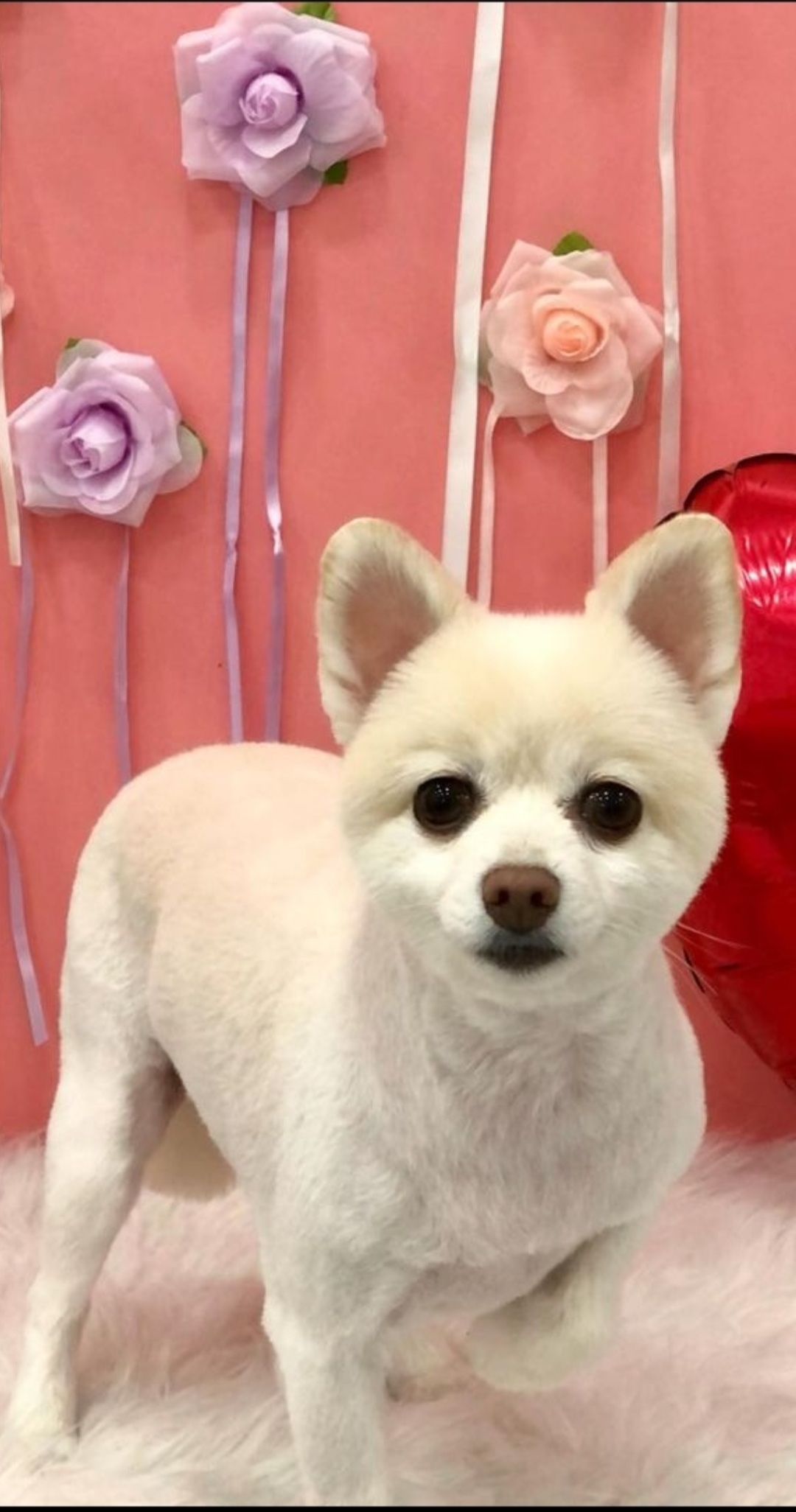 보배 새해인사 왔어용!