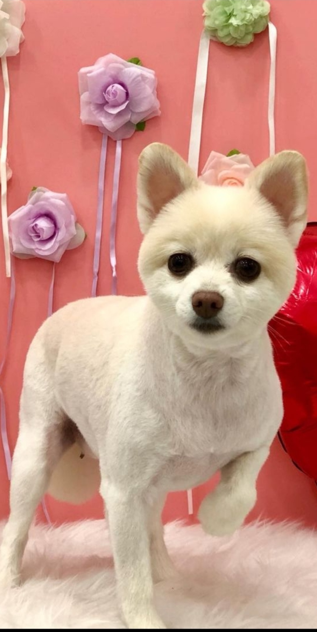 보배 새해인사 왔어용!