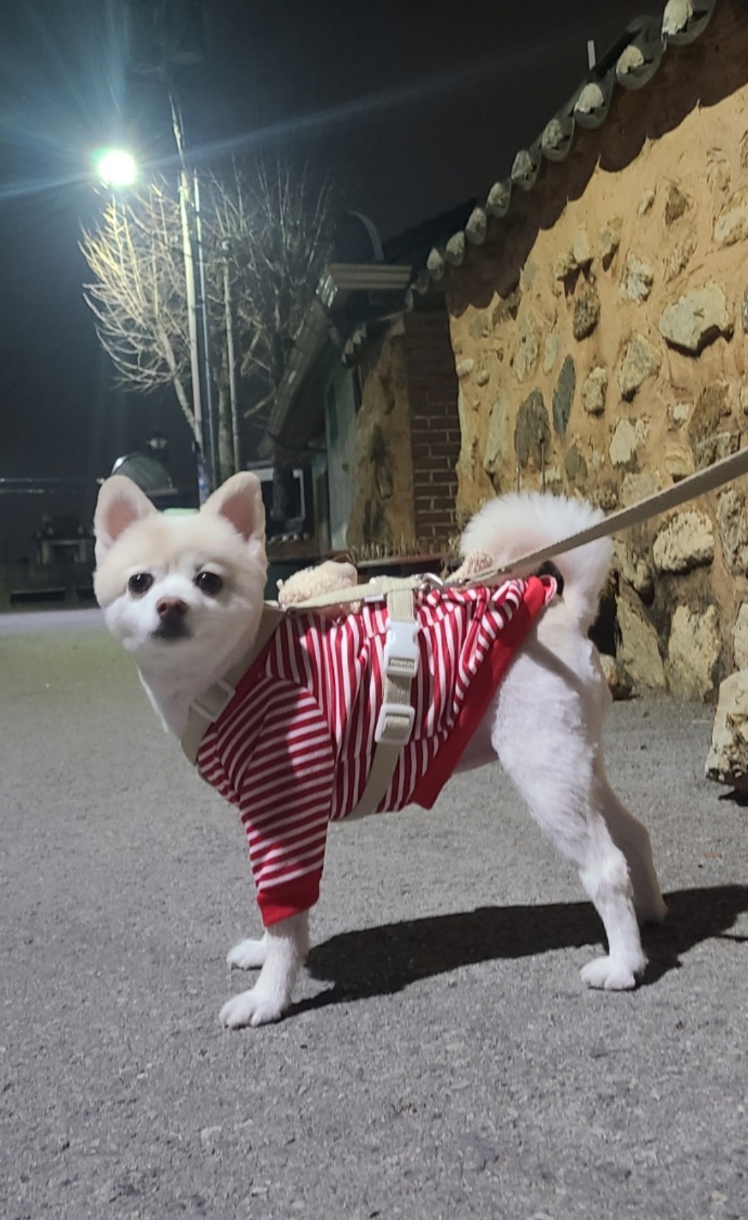 보배 새해인사 왔어용!