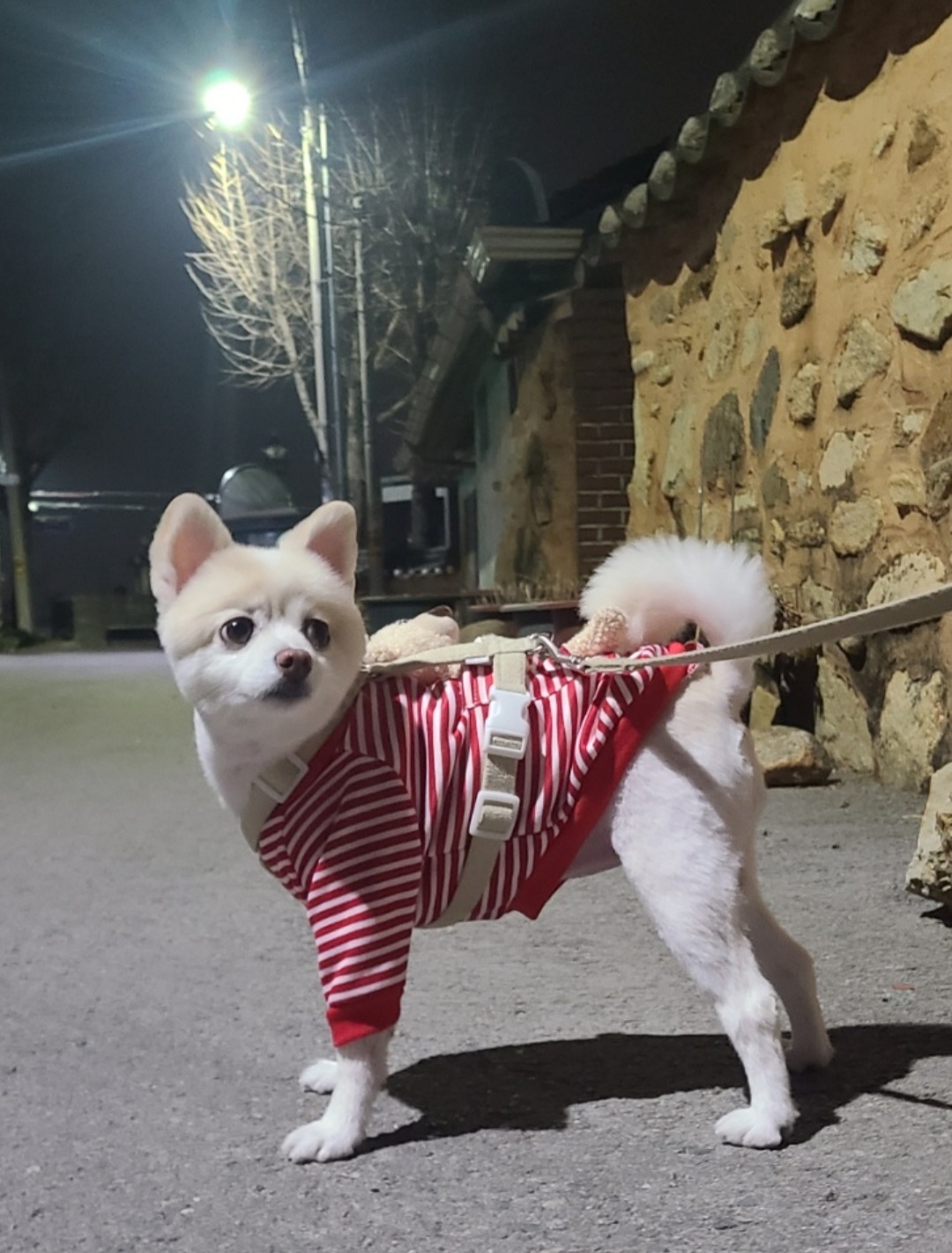 보배 새해인사 왔어용!