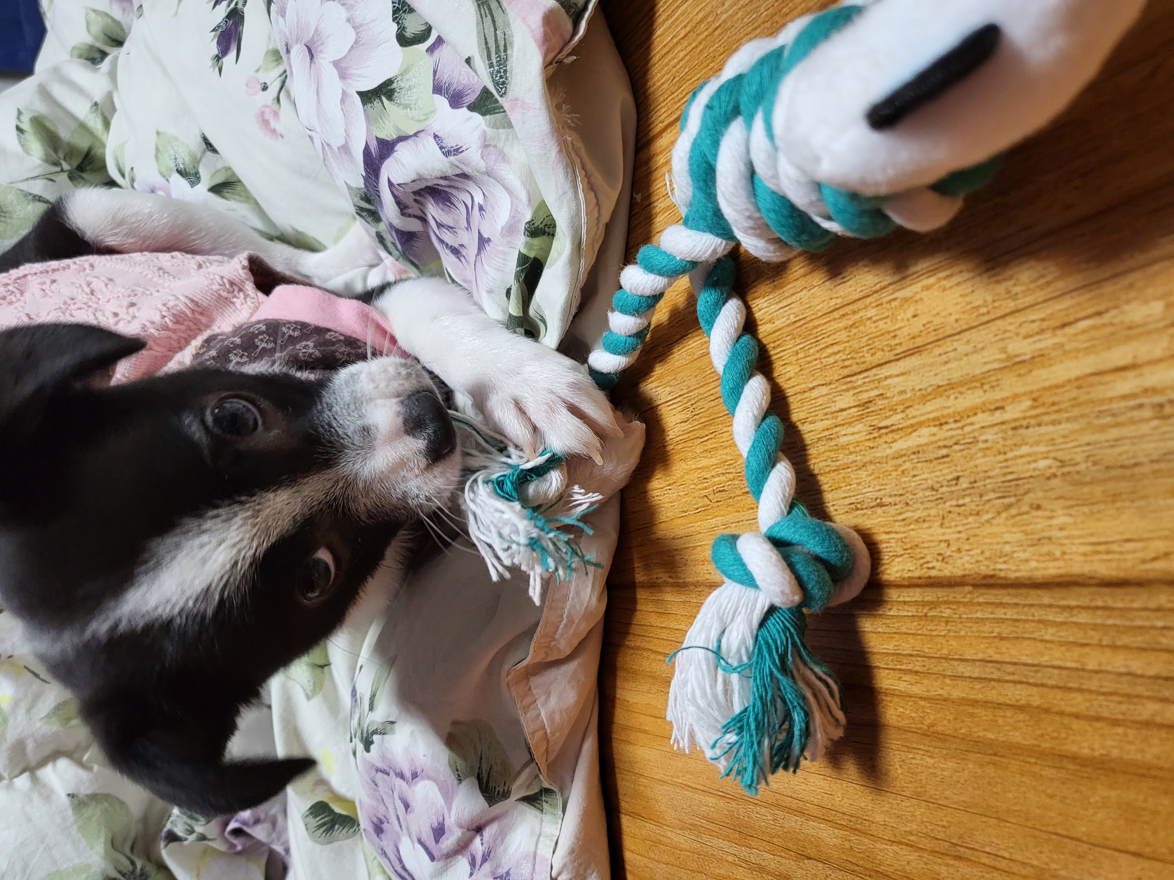 라일락 입양 후기 (1주일)