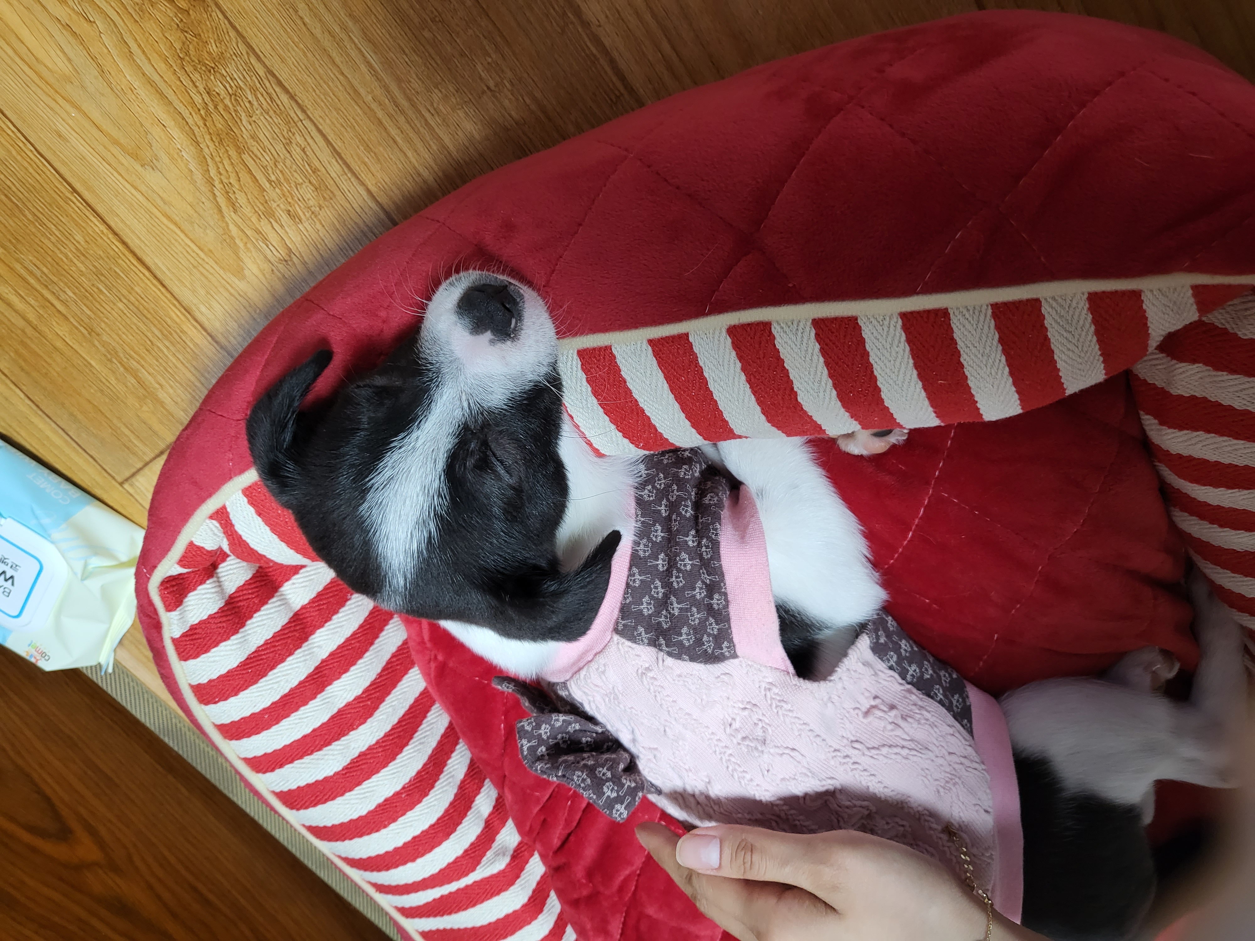 라일락 입양 후기 (1주일)