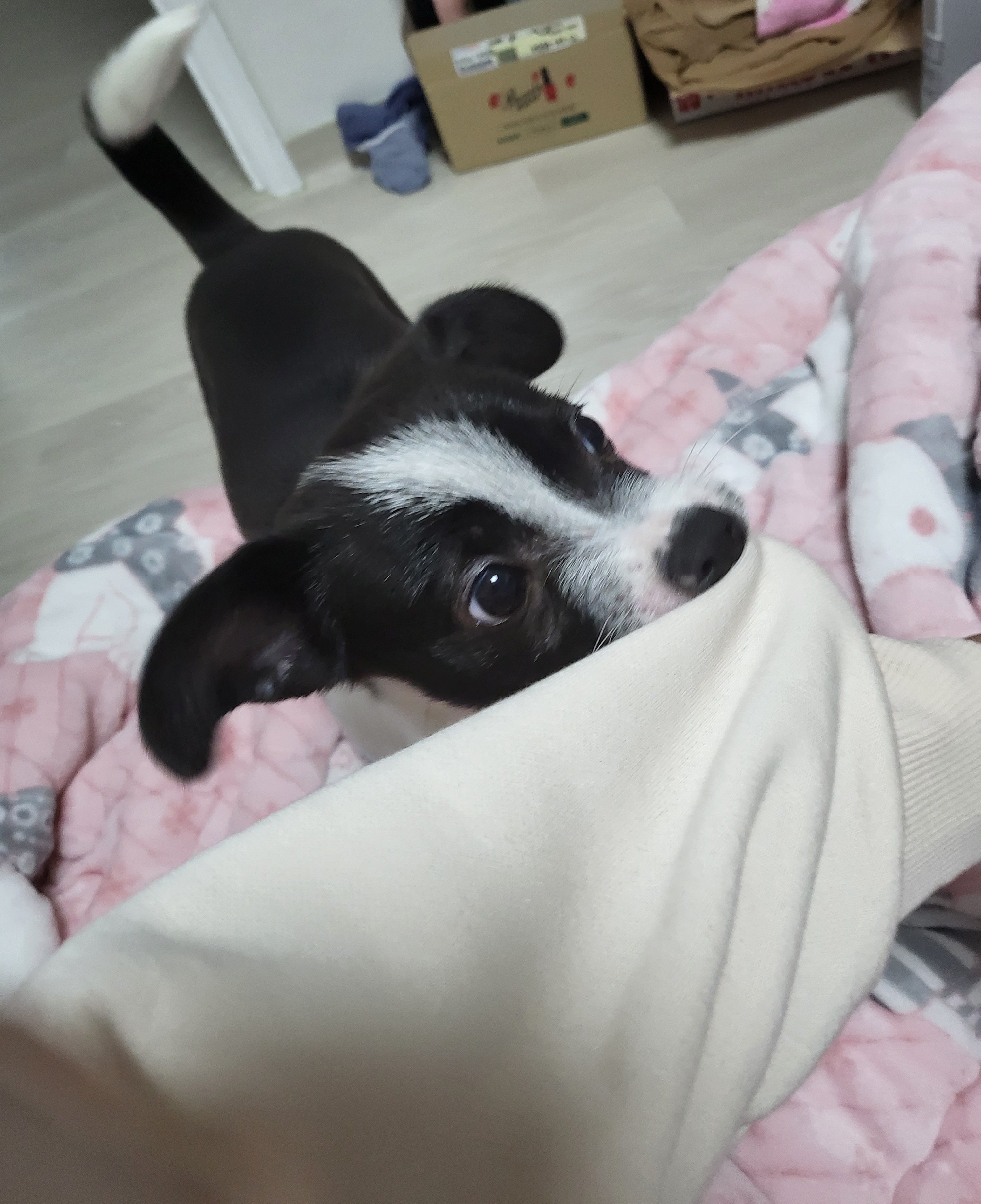 라일락 입양 후기 (1주일)