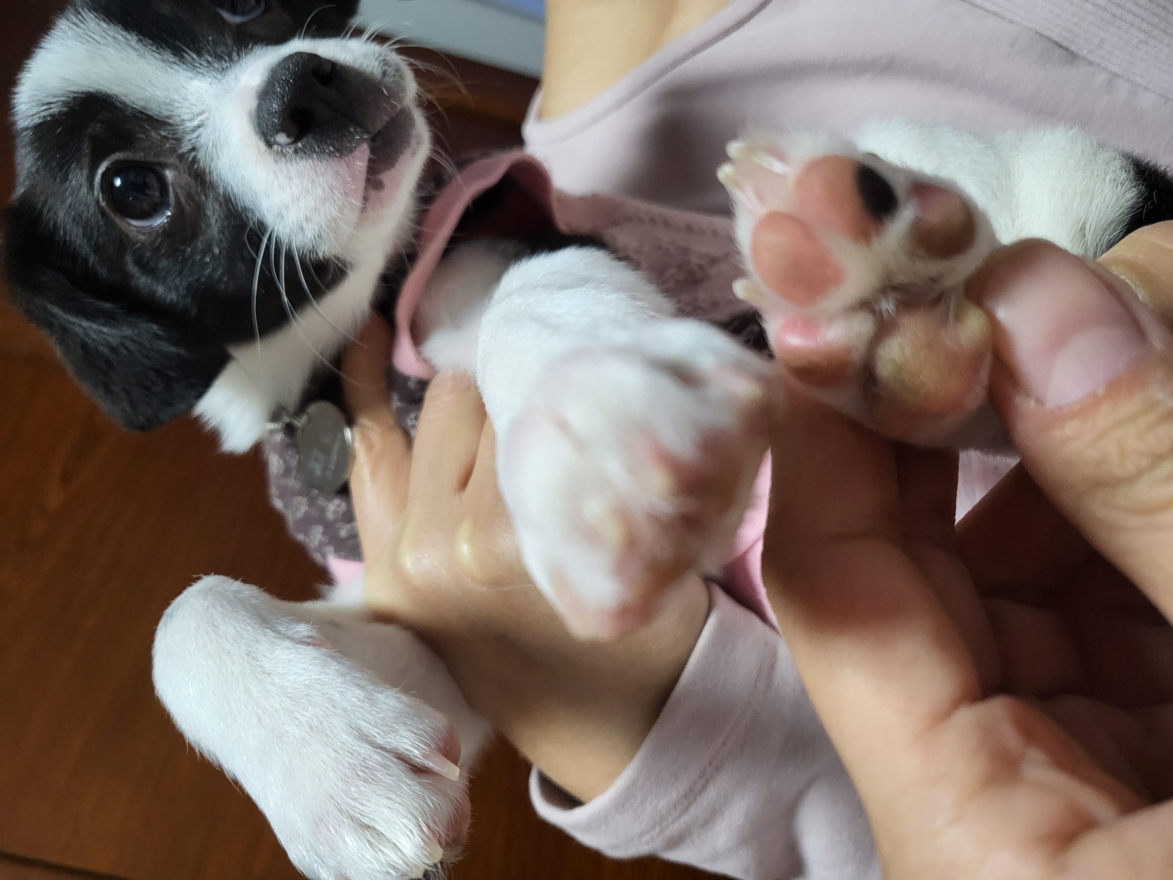 라일락 입양 후기 (1주일)