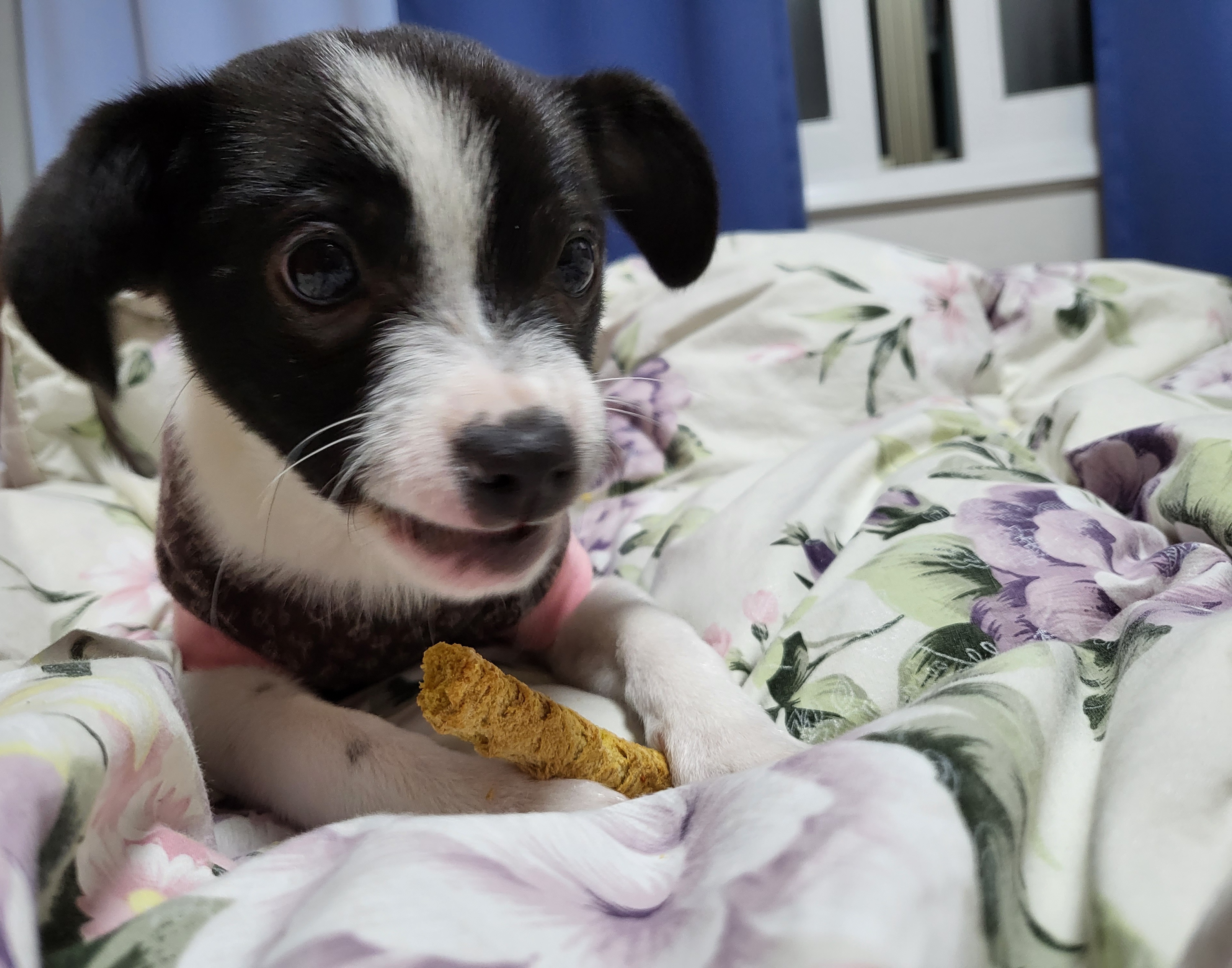 라일락 입양 후기 (1주일)