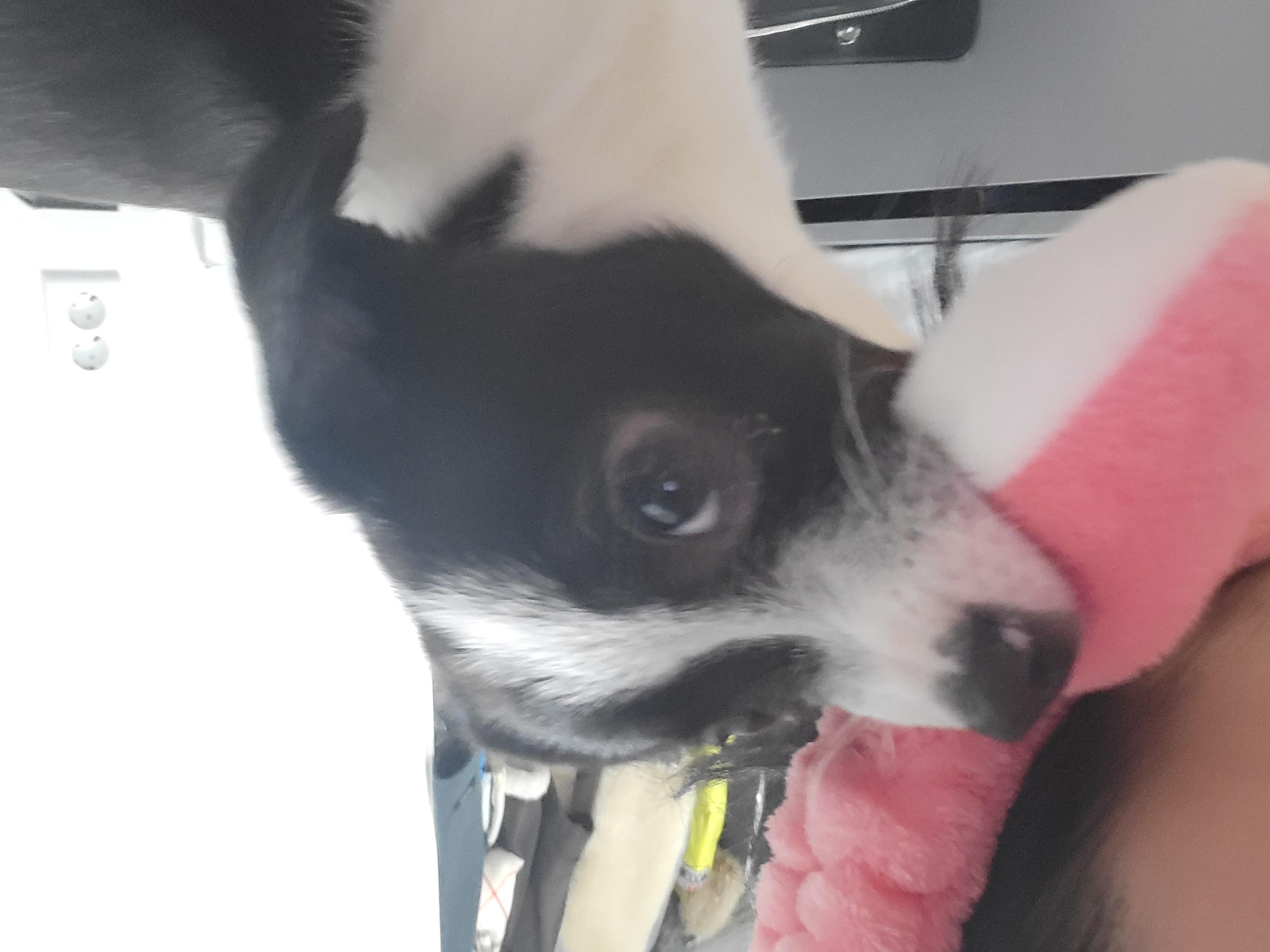 라일락 입양 후기 (1주일)