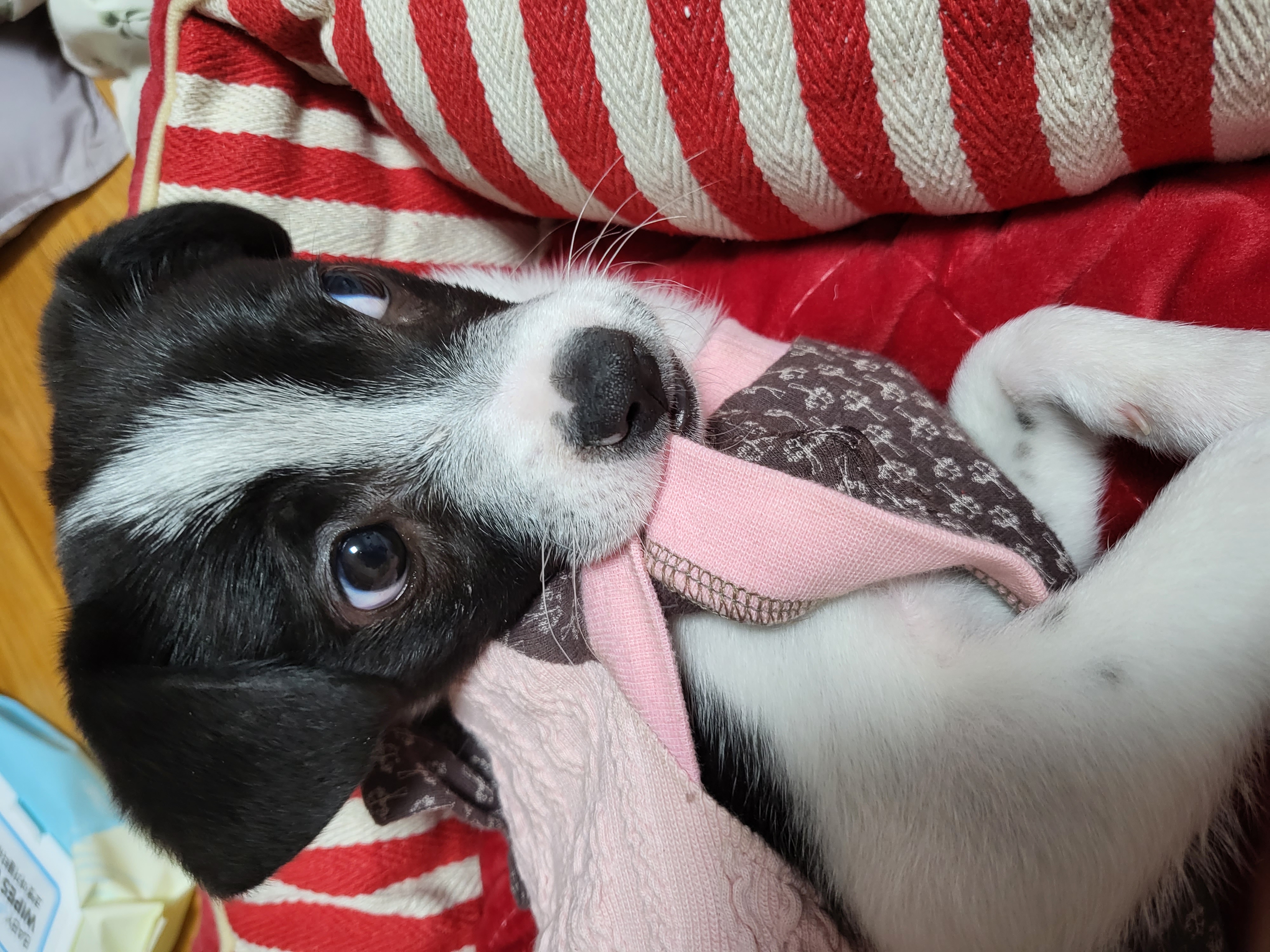 라일락 입양 후기 (1주일)