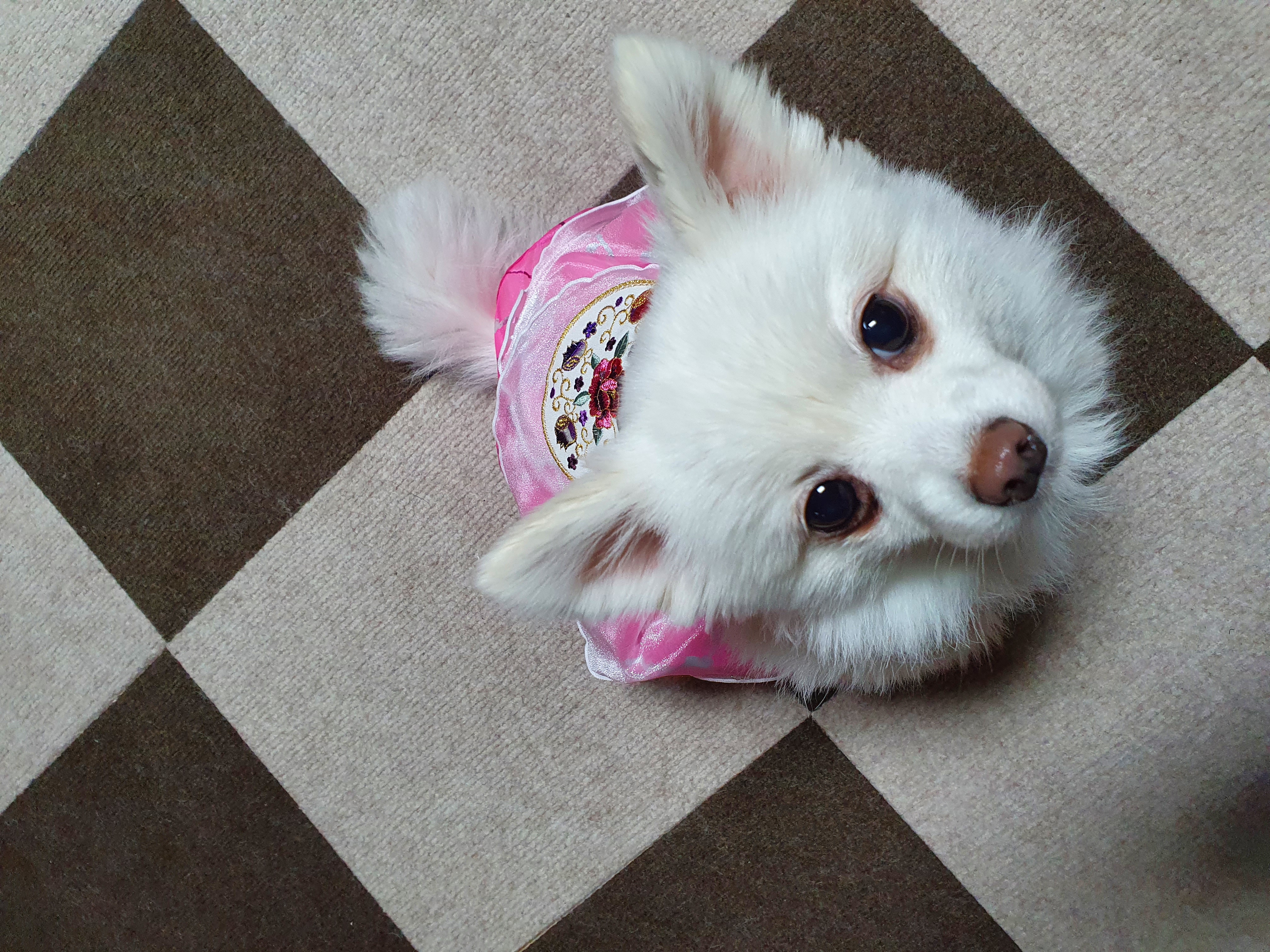 봄이(곤지암 눈송이) 새해인사