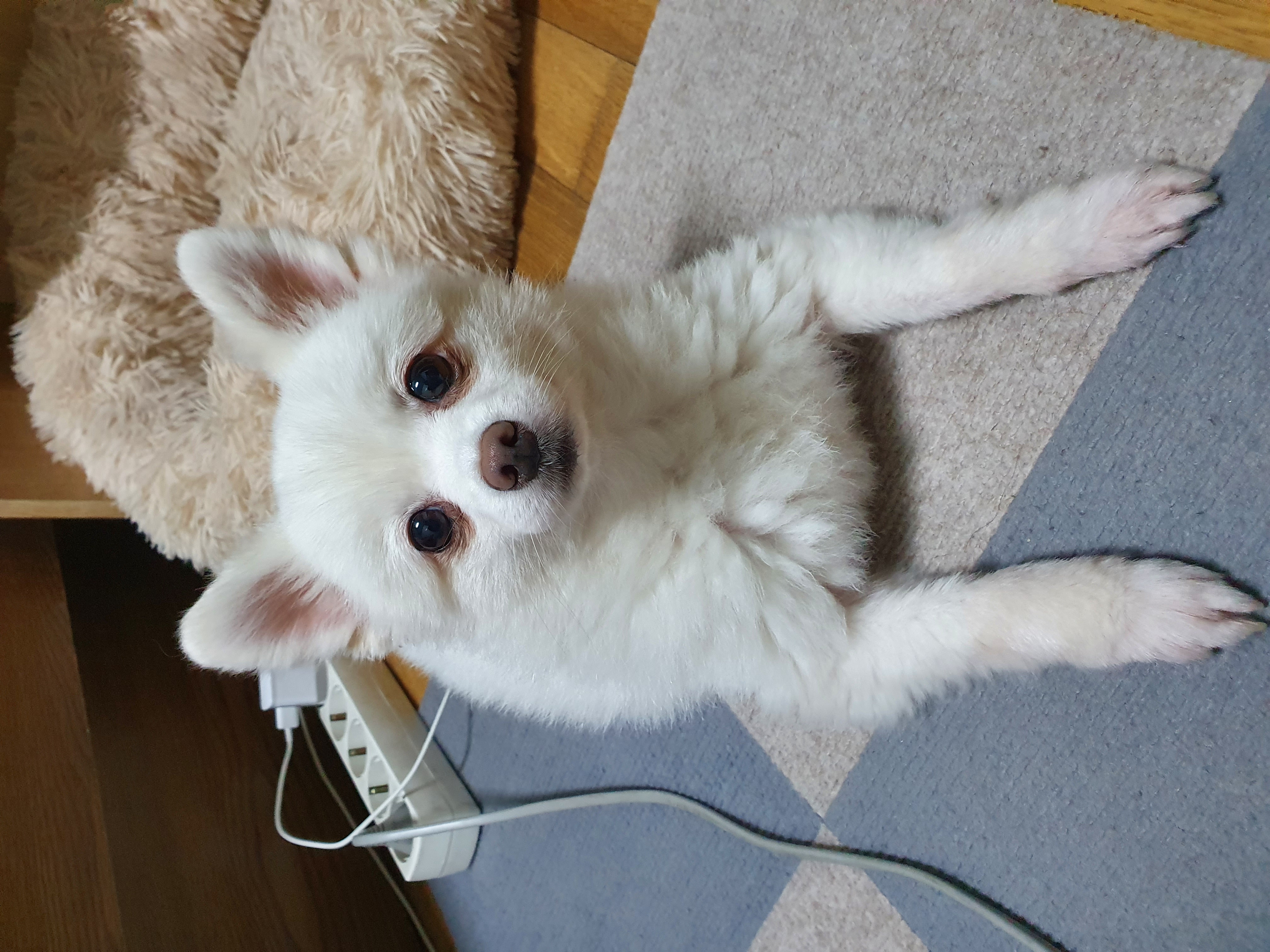 봄이(곤지암 눈송이) 새해인사