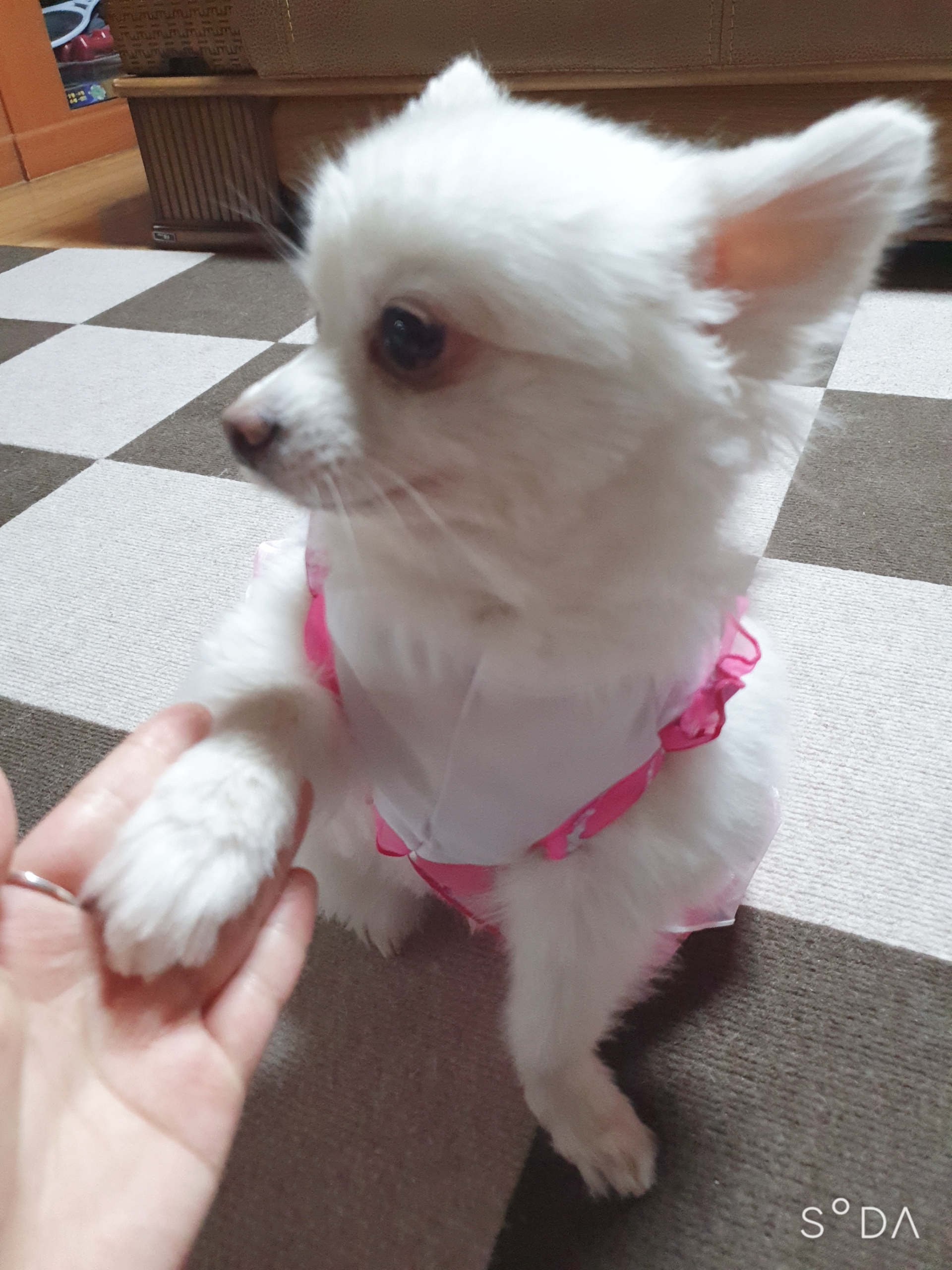 봄이(곤지암 눈송이) 새해인사