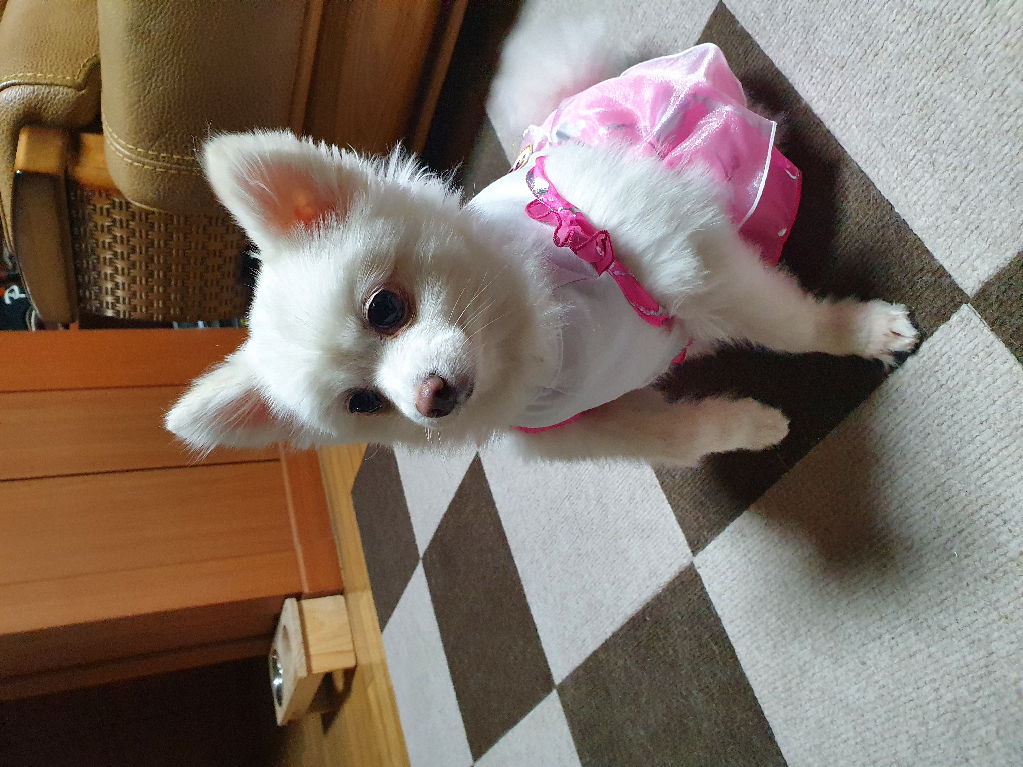 봄이(곤지암 눈송이) 새해인사