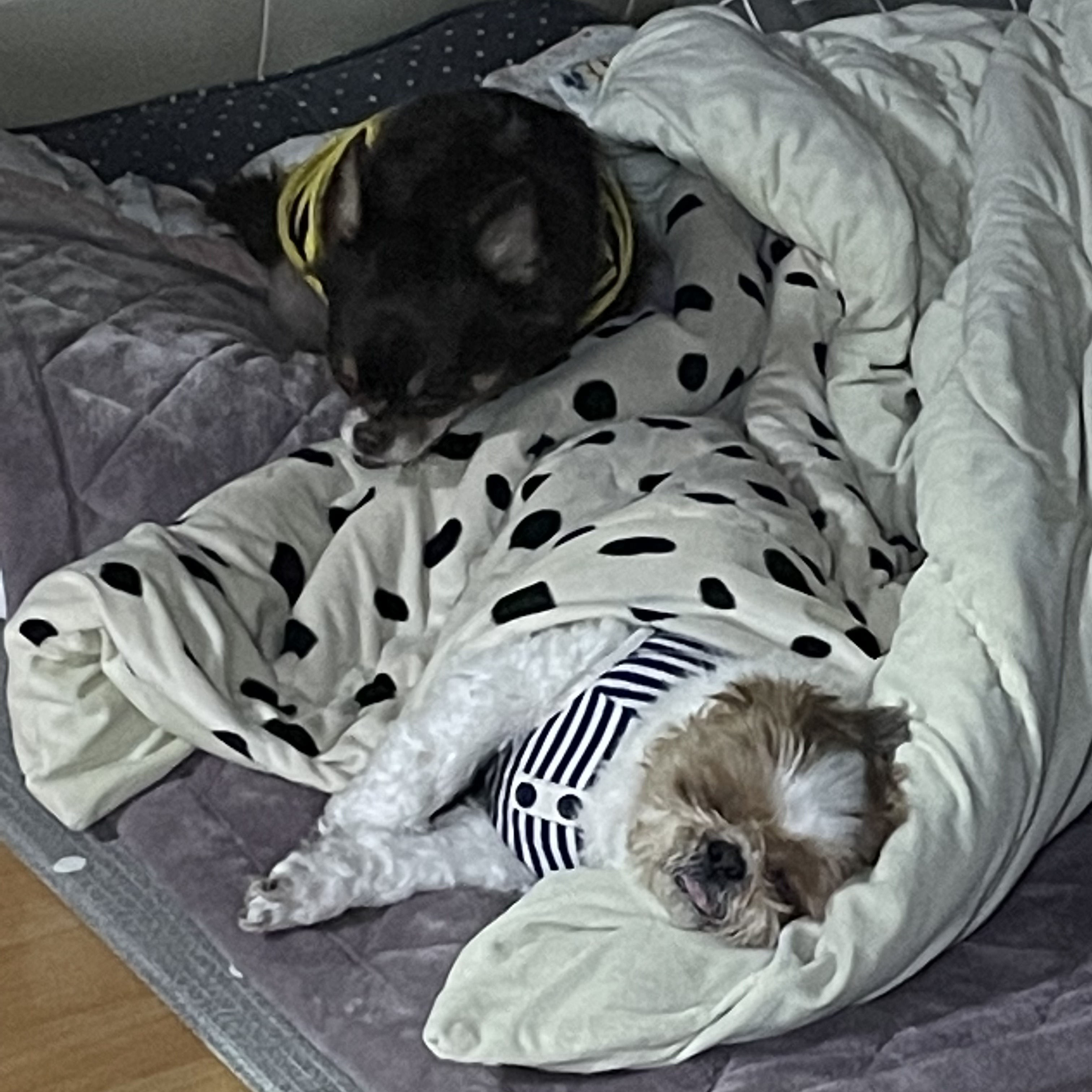 평택 불법 번식장 치와와 노을이 입양 2주년이 다되가요~!