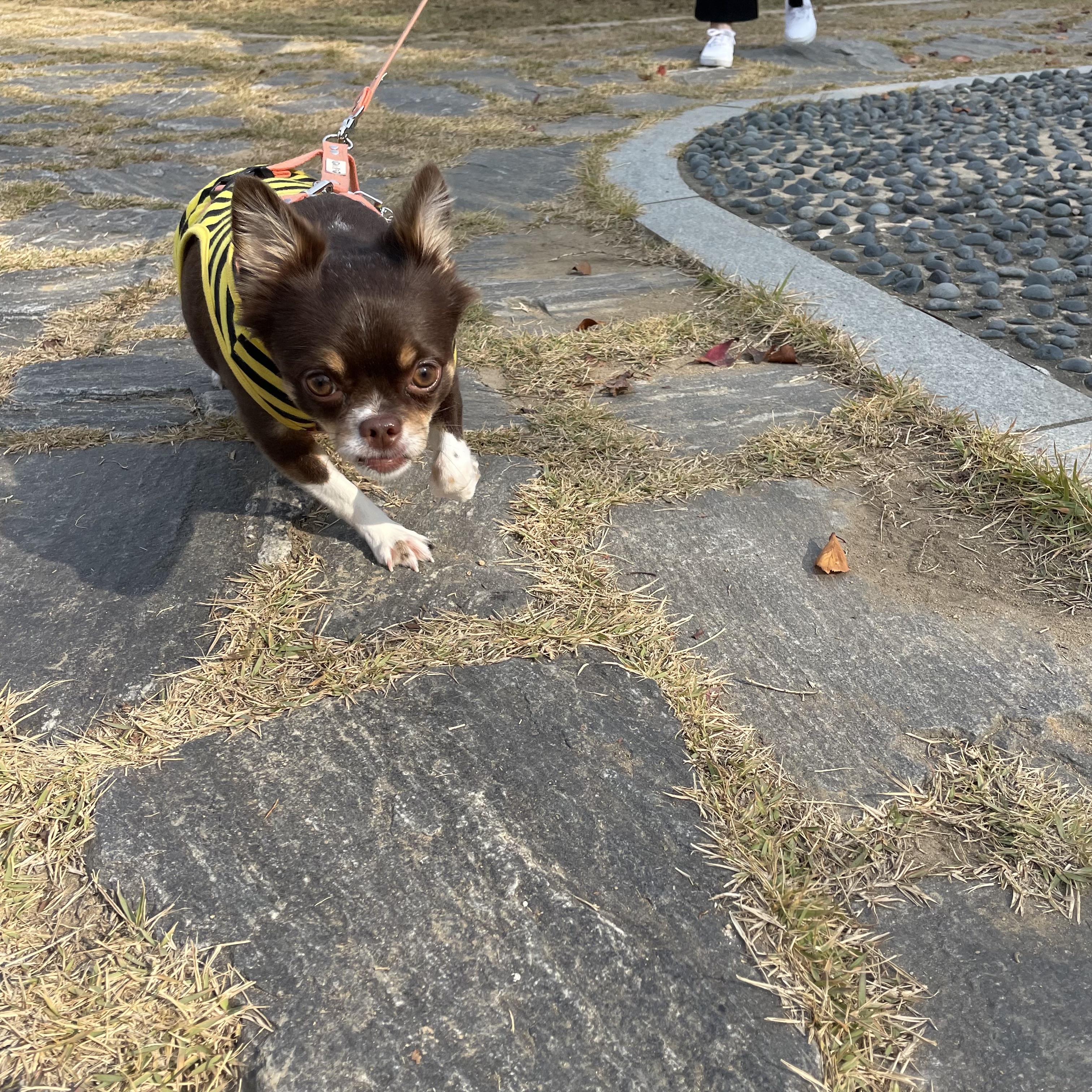 평택 불법 번식장 치와와 노을이 입양 2주년이 다되가요~!