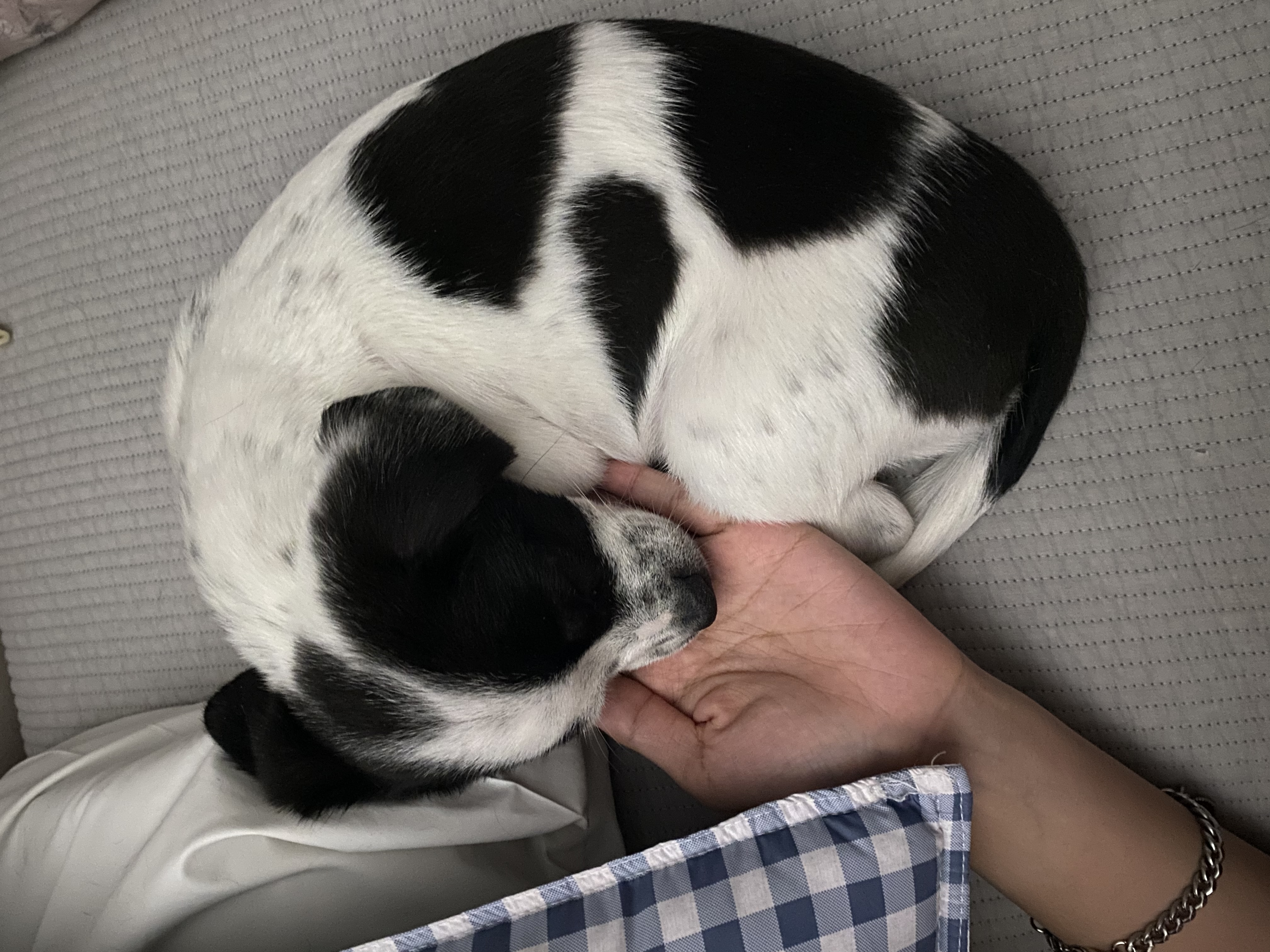 양주 과다사육현장에서 온 하얀이 입양 한달 후기입니다! 