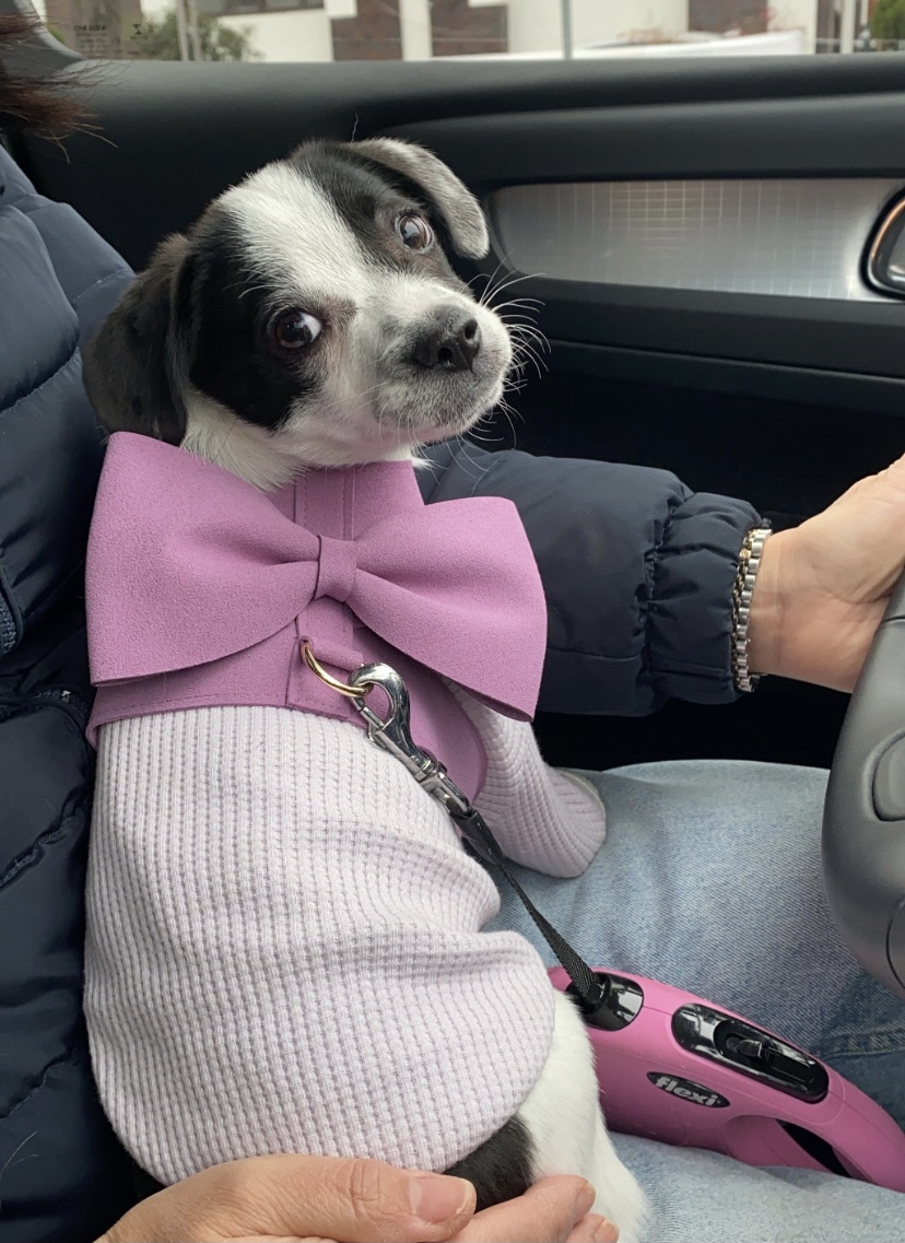 양주 과다사육현장에서 온 하얀이 입양 한달 후기입니다! 