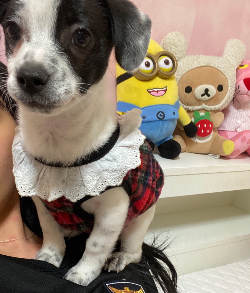 양주 과다사육현장에서 온 하얀이 입양 한달 후기입니다! 