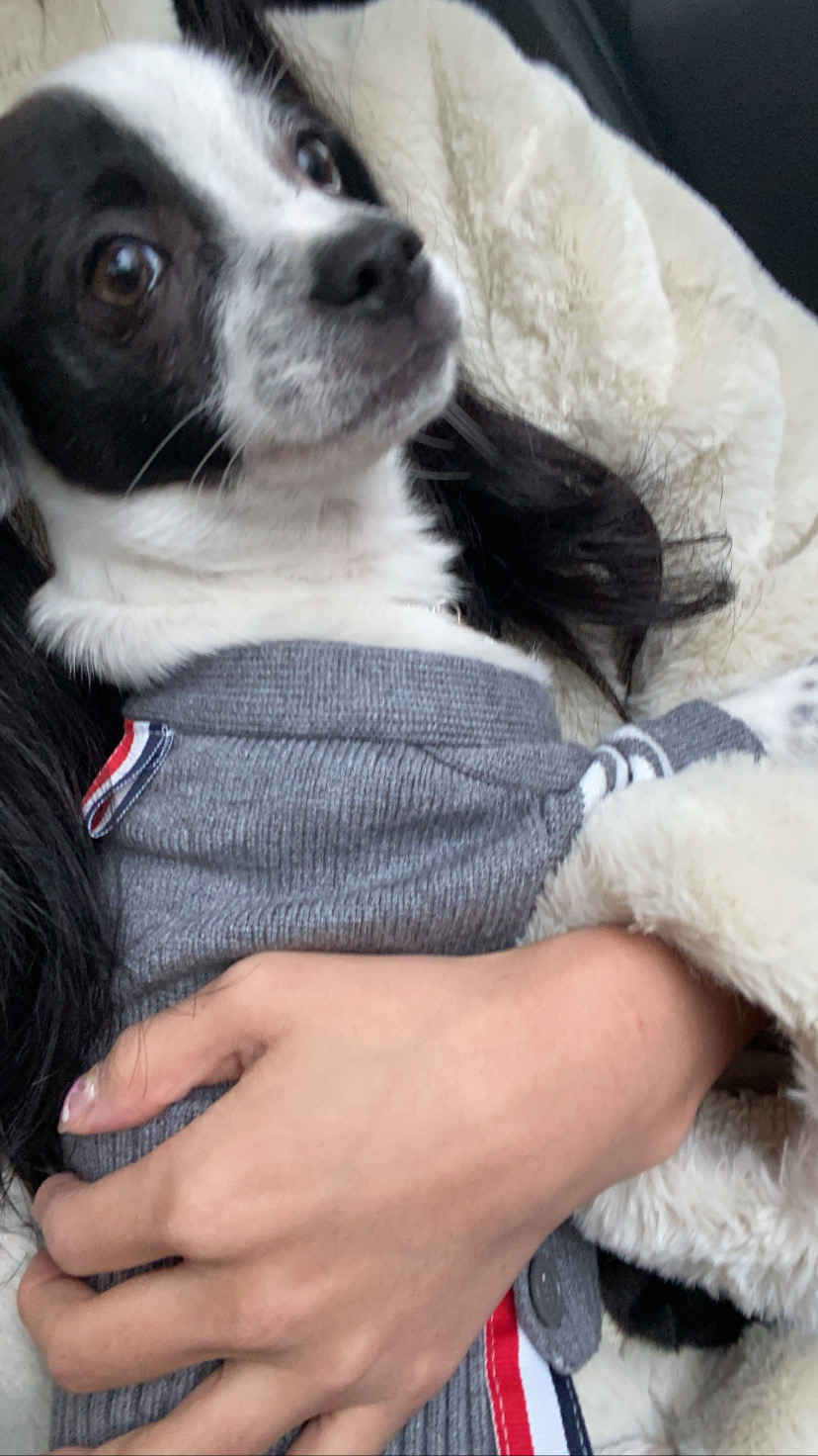 양주 과다사육현장에서 온 하얀이 입양 한달 후기입니다! 