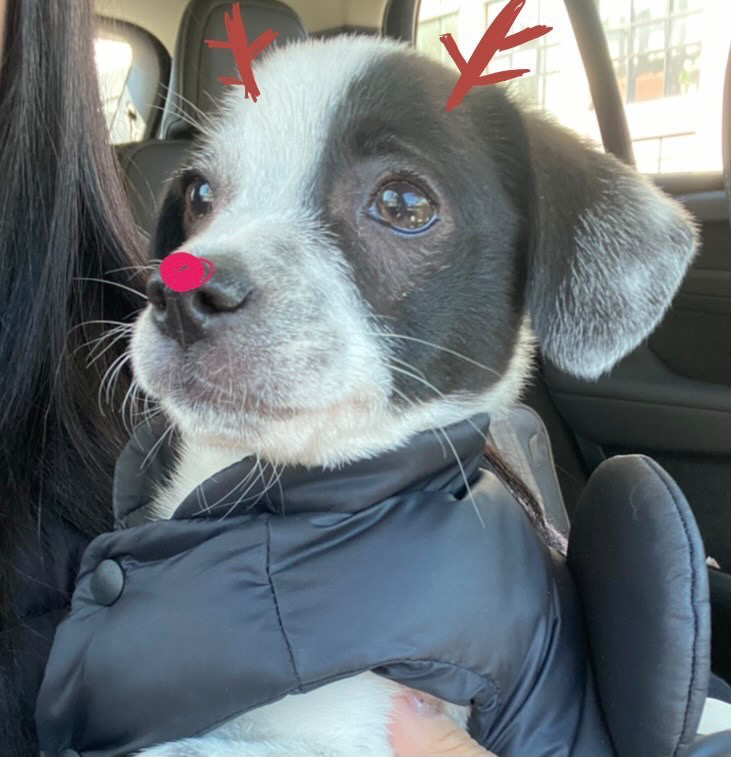 양주 과다사육현장에서 온 하얀이 입양 한달 후기입니다! 