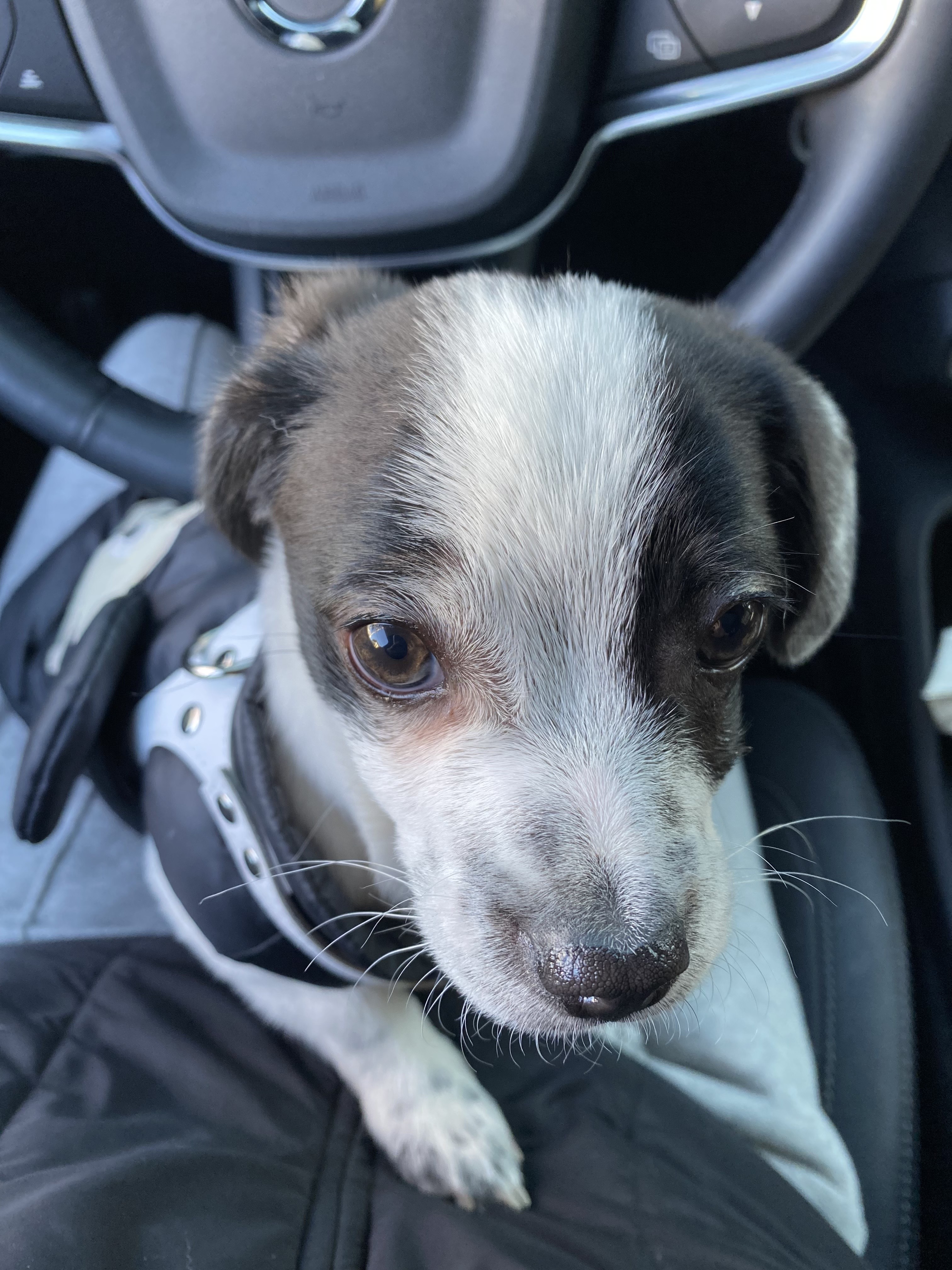 양주 과다사육현장에서 온 하얀이 입양 한달 후기입니다! 