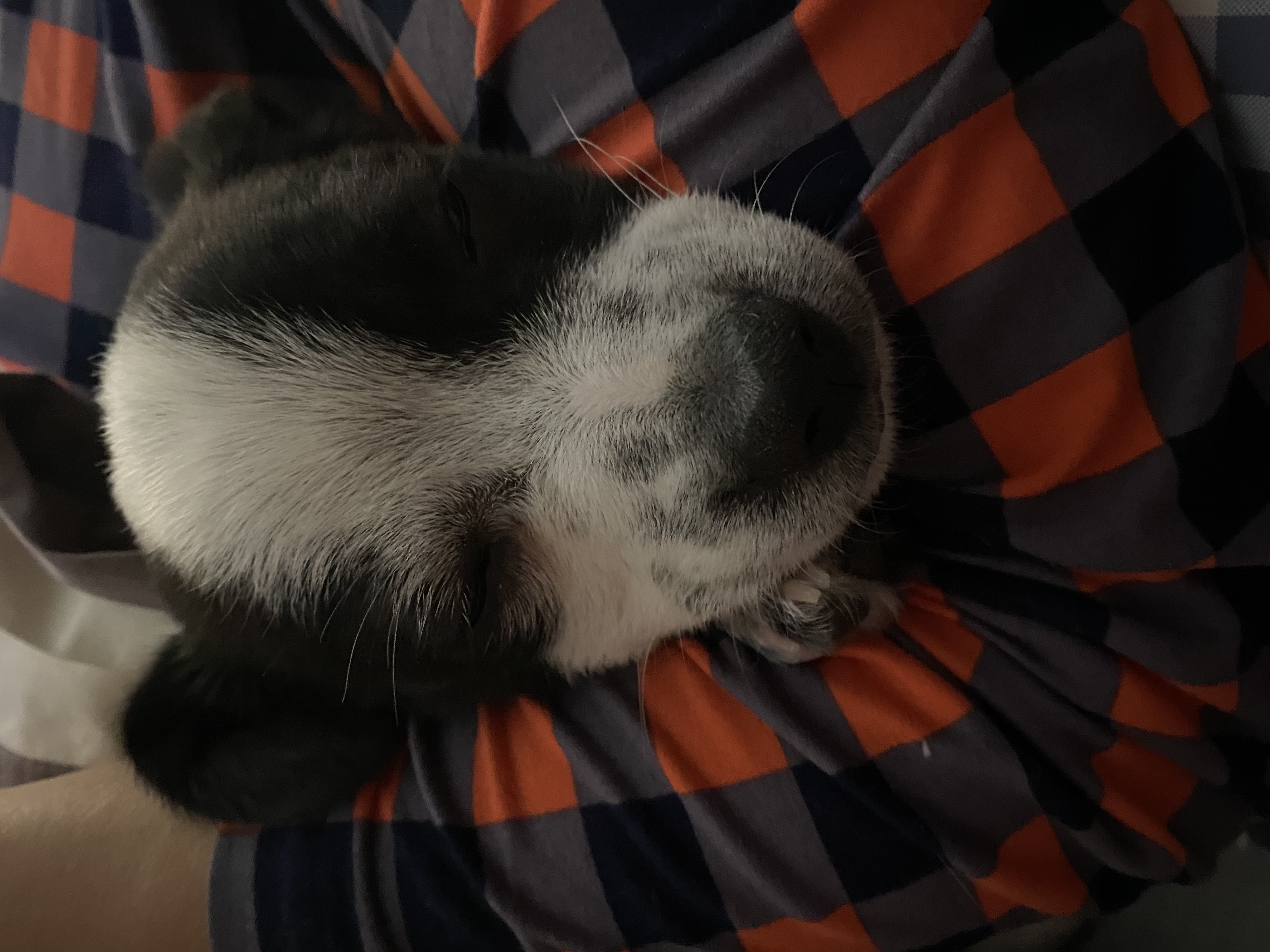 양주 과다사육현장에서 온 하얀이 입양 한달 후기입니다! 