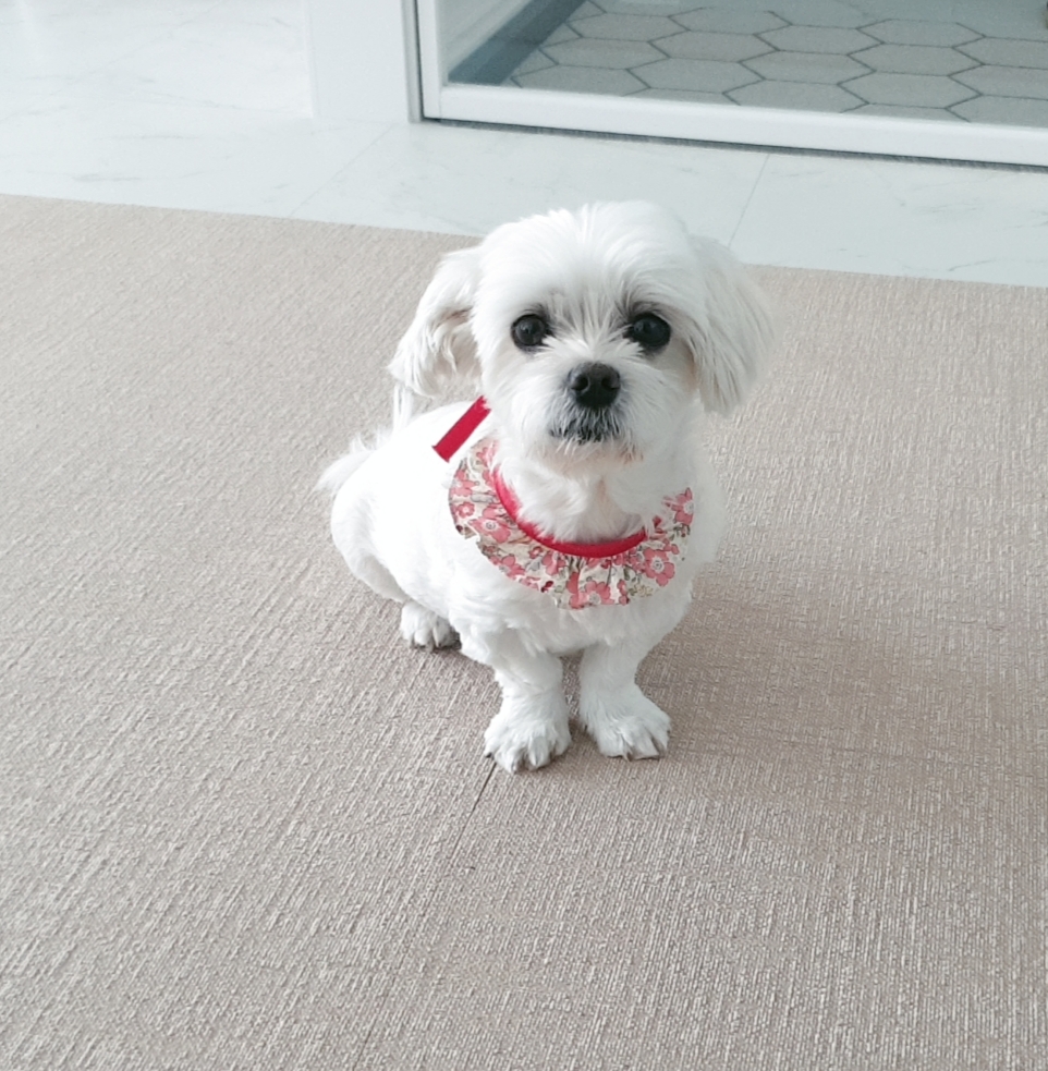 곤지암 청순(-->뽀미) 새해인사