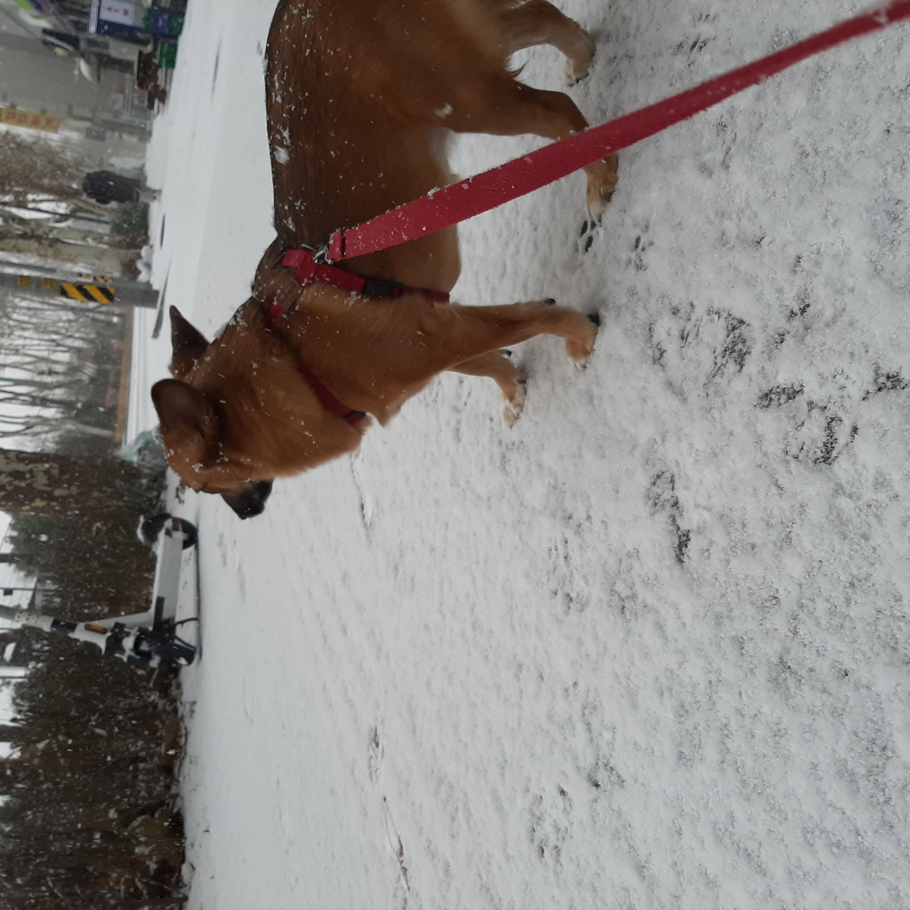 리카가 2돌을 맞이했습니다.