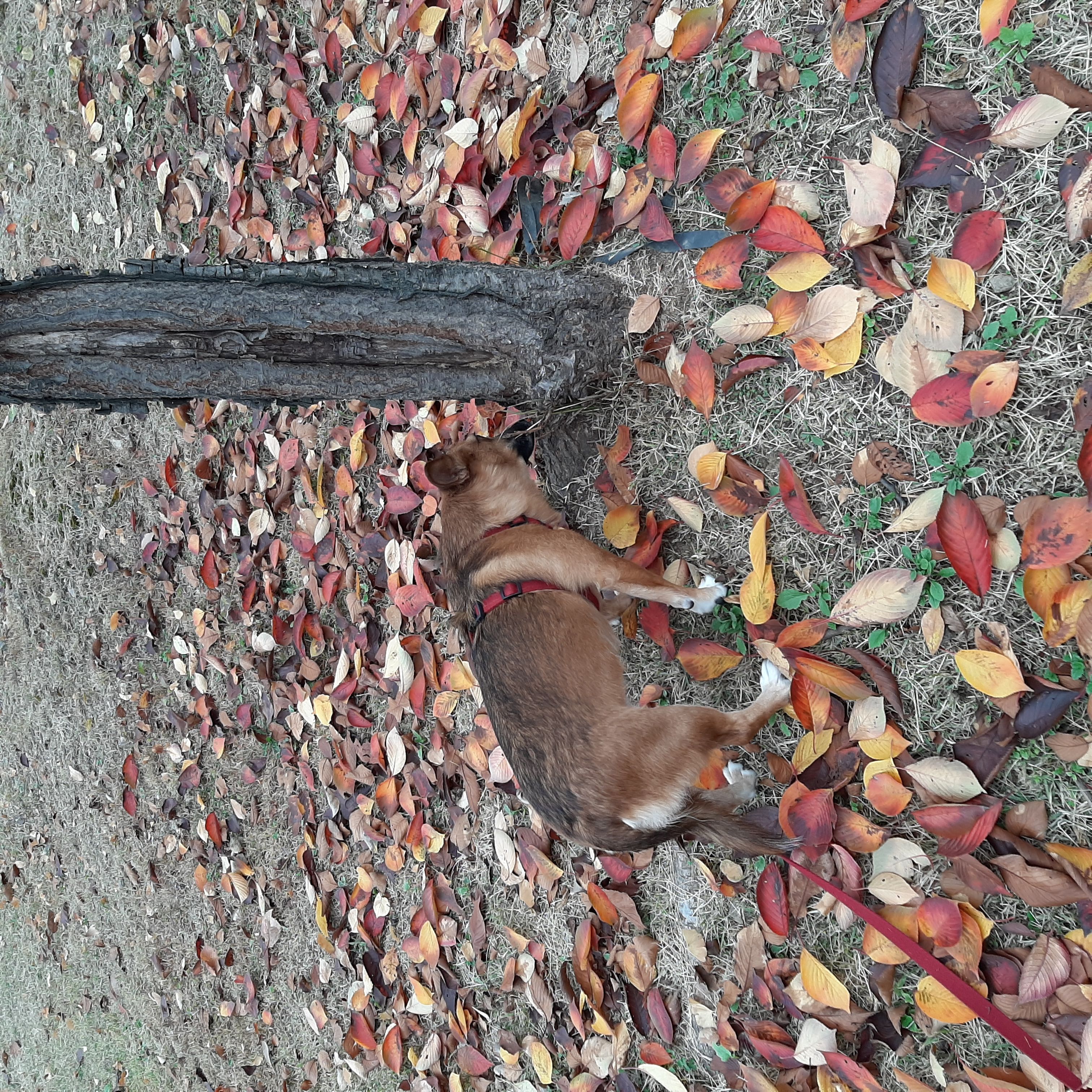 리카가 2돌을 맞이했습니다.