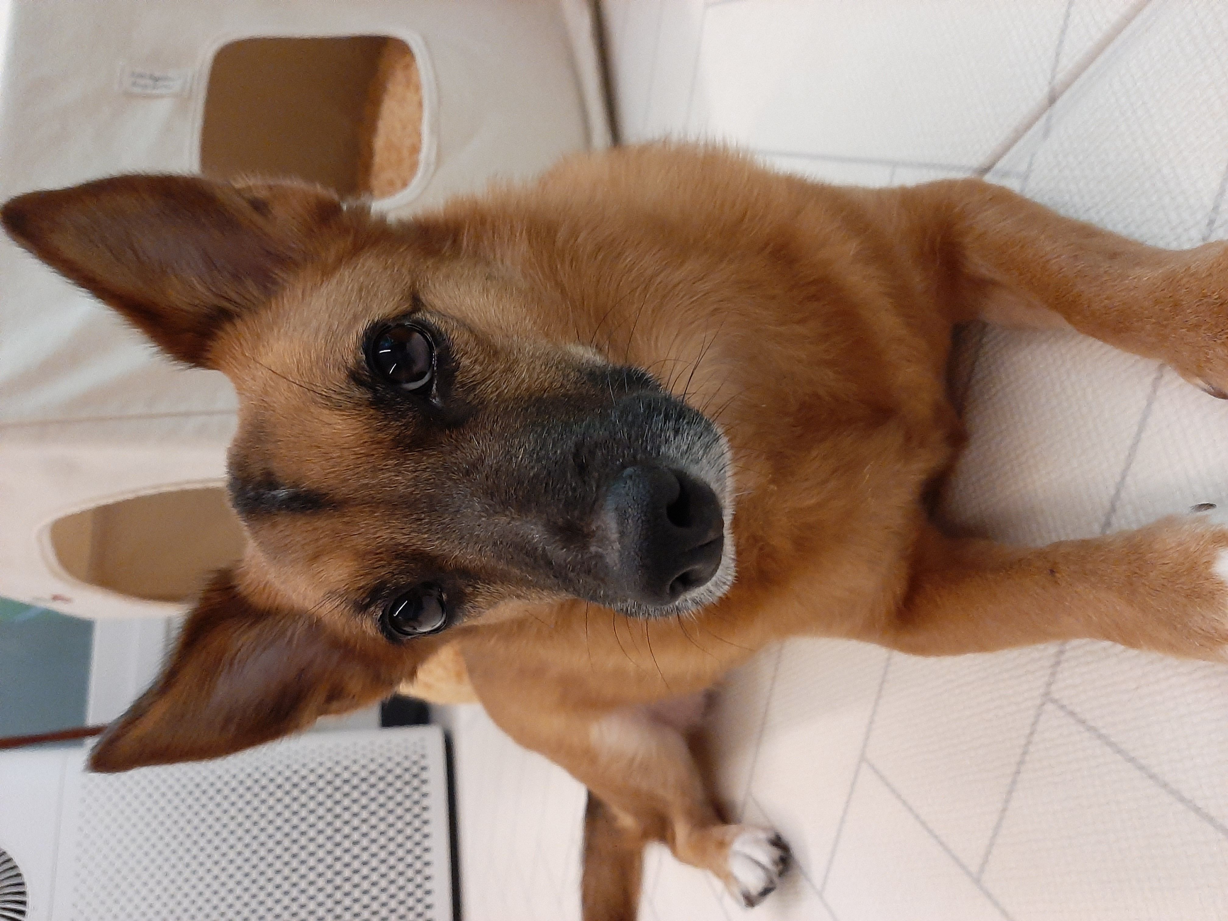 리카가 2돌을 맞이했습니다.