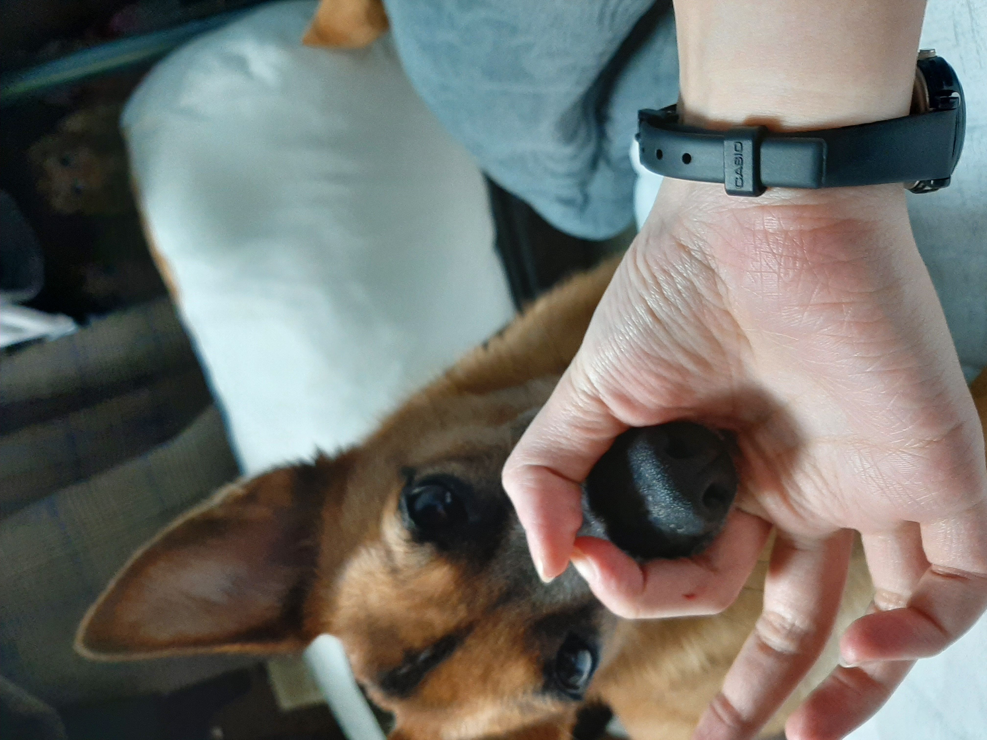 리카가 2돌을 맞이했습니다.