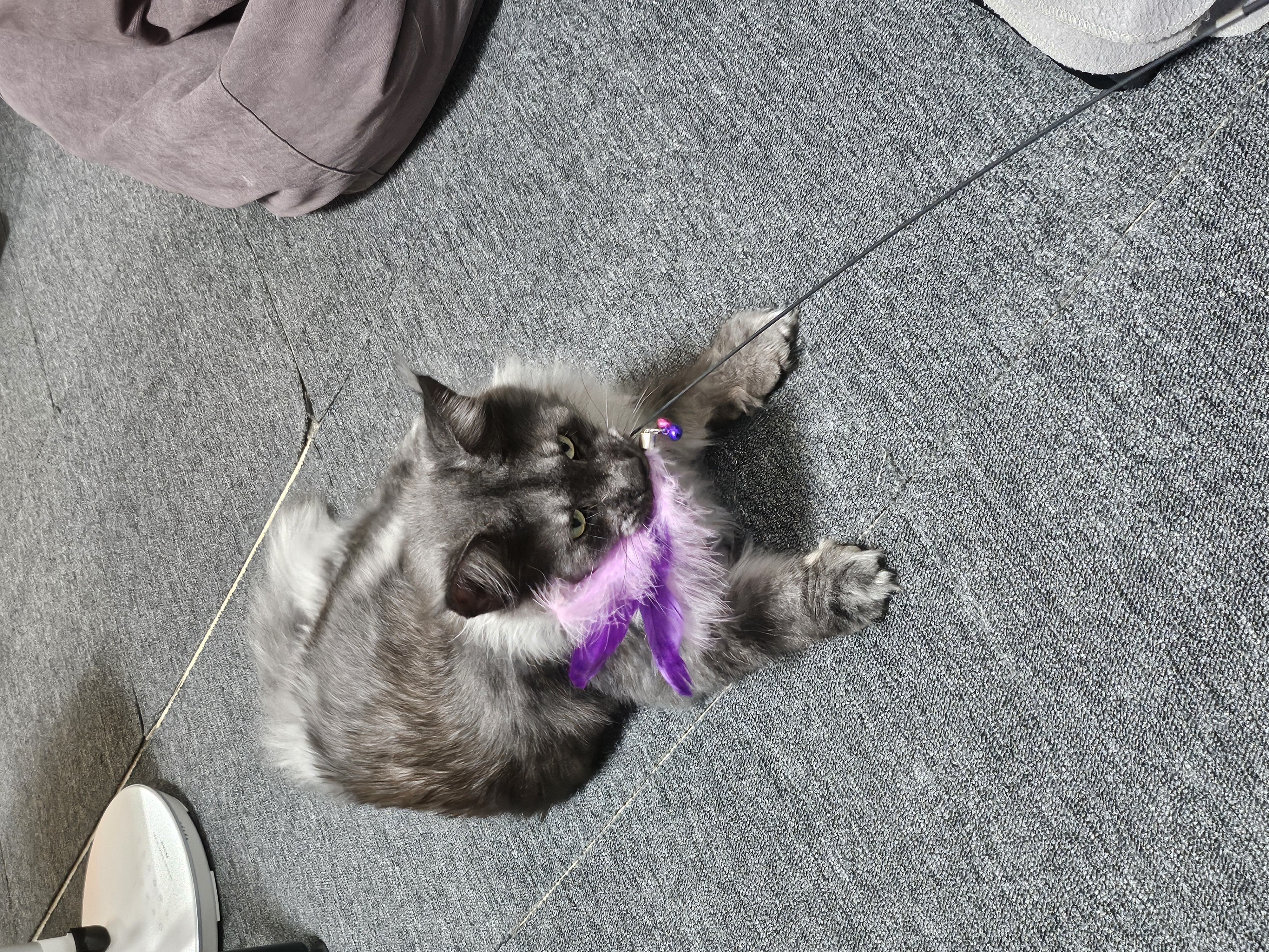 삼쿤이(꾼) 입양 일주일