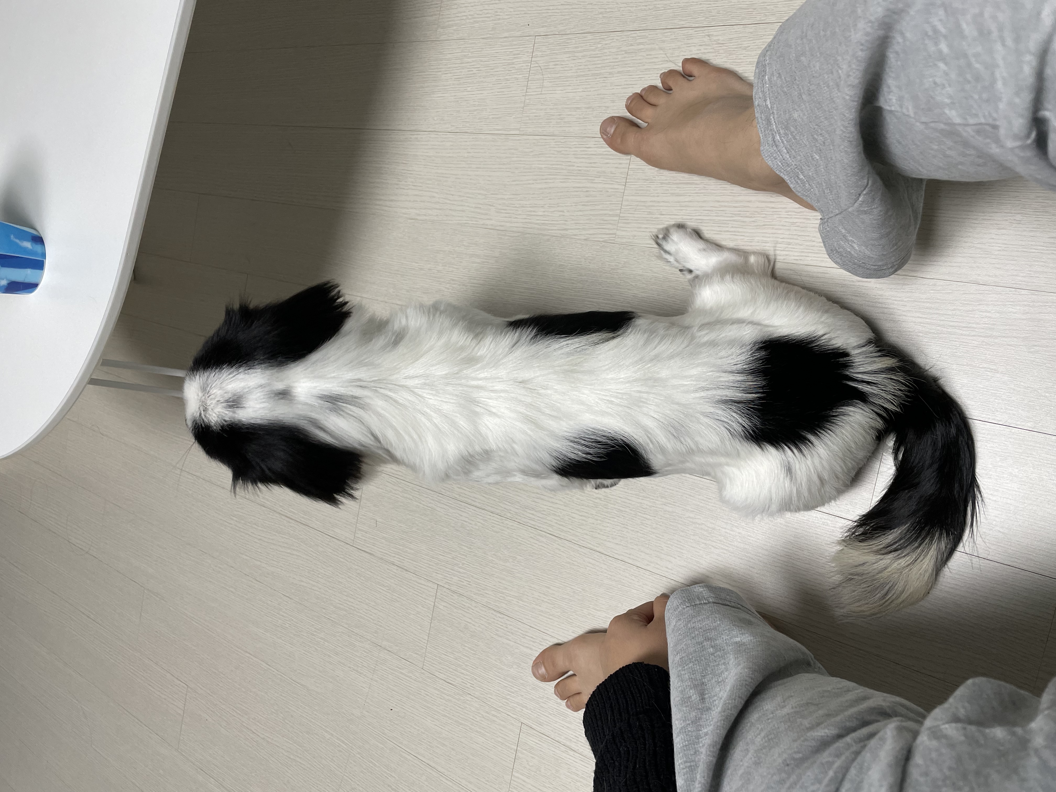 이지(오구) 온 지 3개월이 넘었어요~