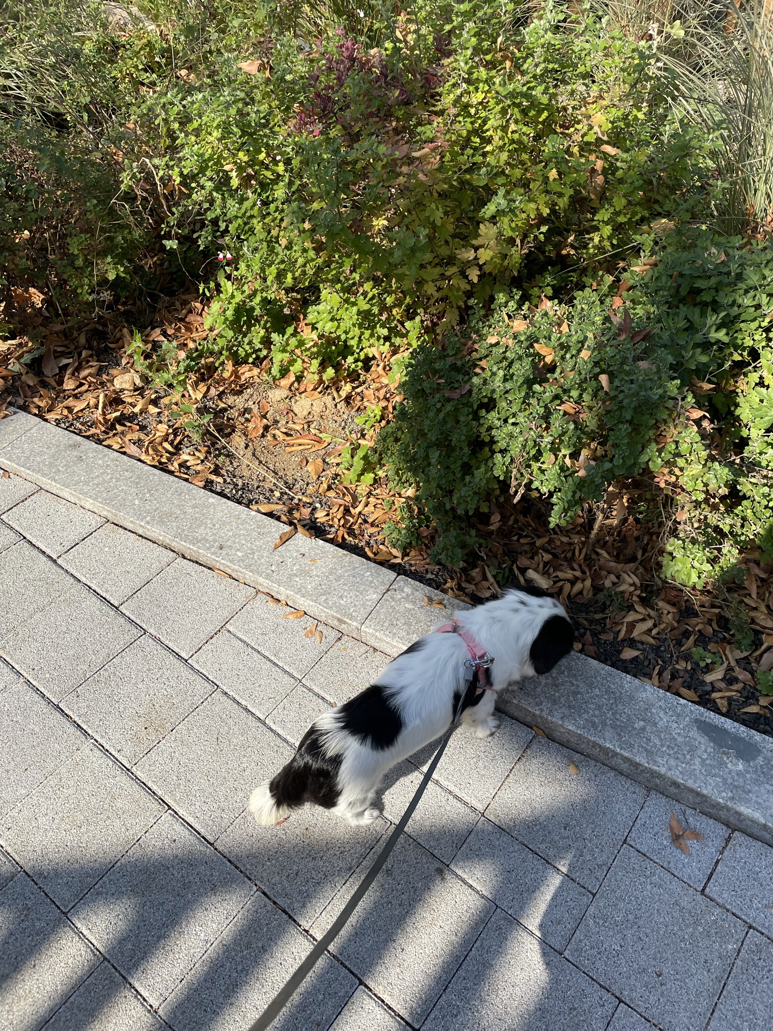 이지(오구) 온 지 3개월이 넘었어요~