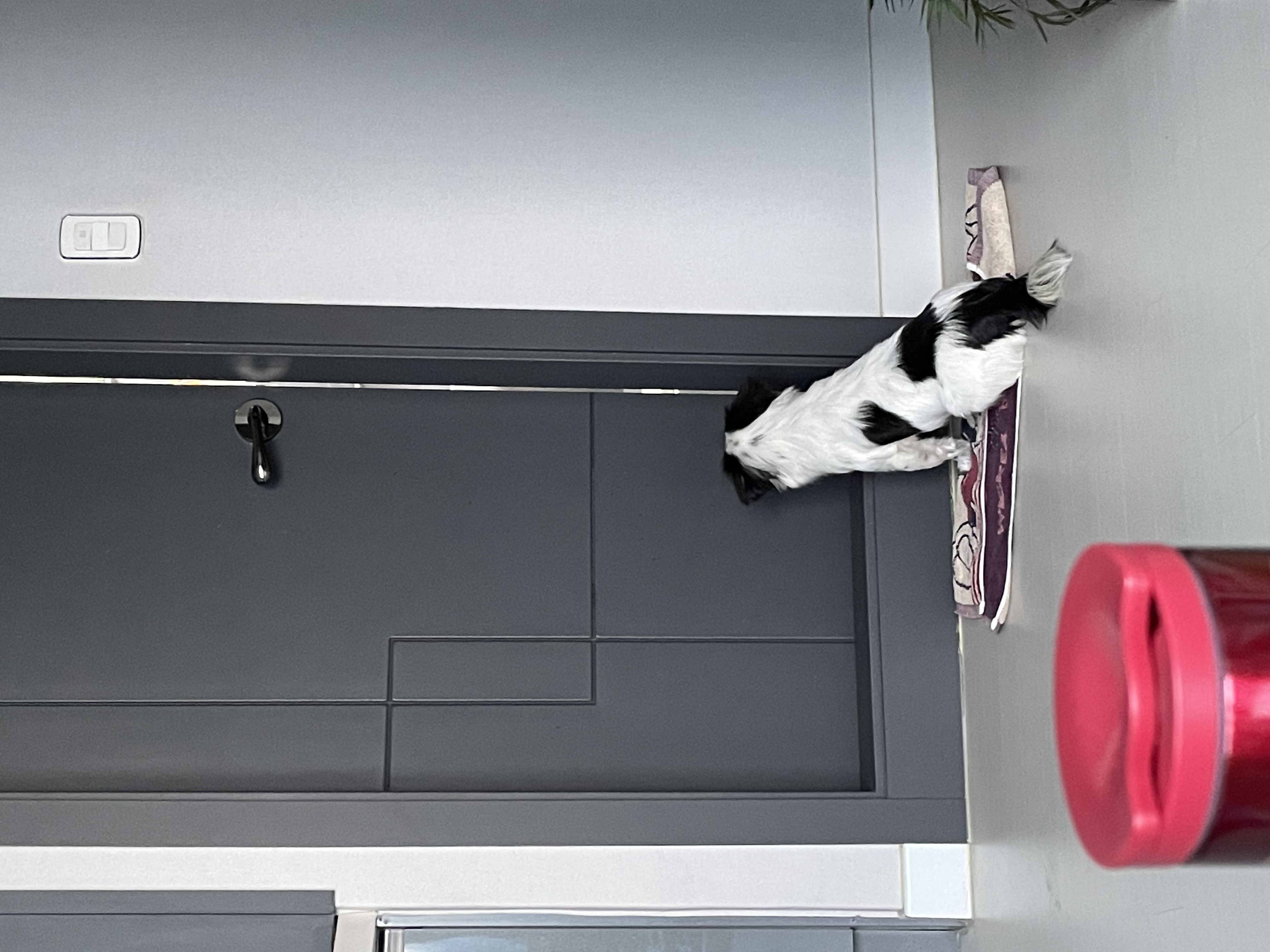 이지(오구) 온 지 3개월이 넘었어요~