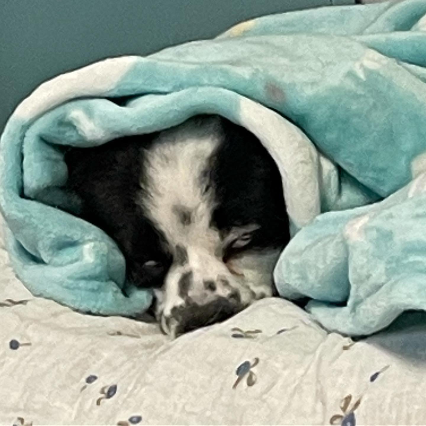 이지(오구) 온 지 3개월이 넘었어요~