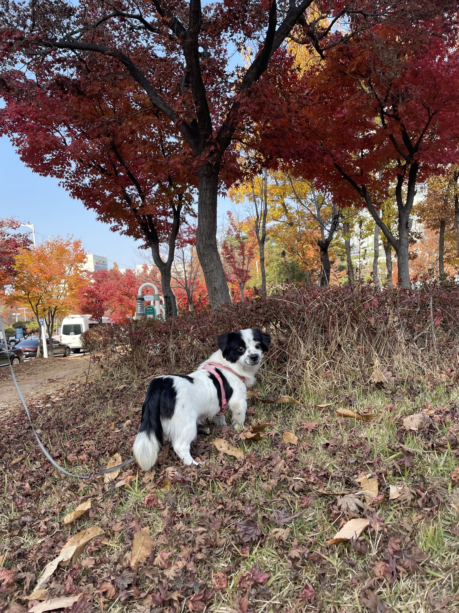 이지(오구) 온 지 3개월이 넘었어요~