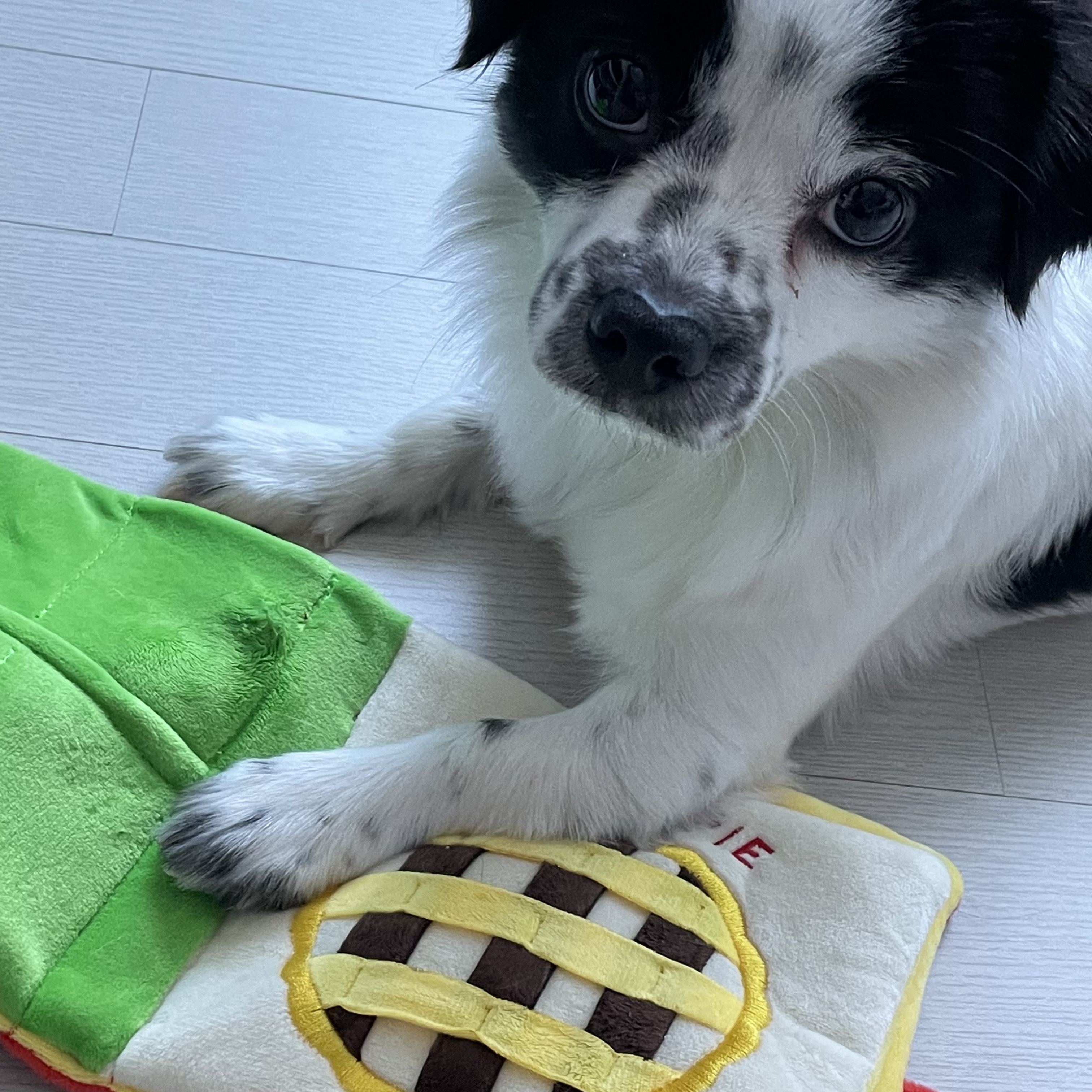 이지(오구) 온 지 3개월이 넘었어요~