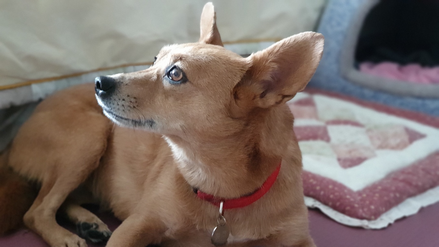 리카 입양 문의 1주년 되는 날(20210125 리카공주님 입양함, 닉네임 헐크 4세)