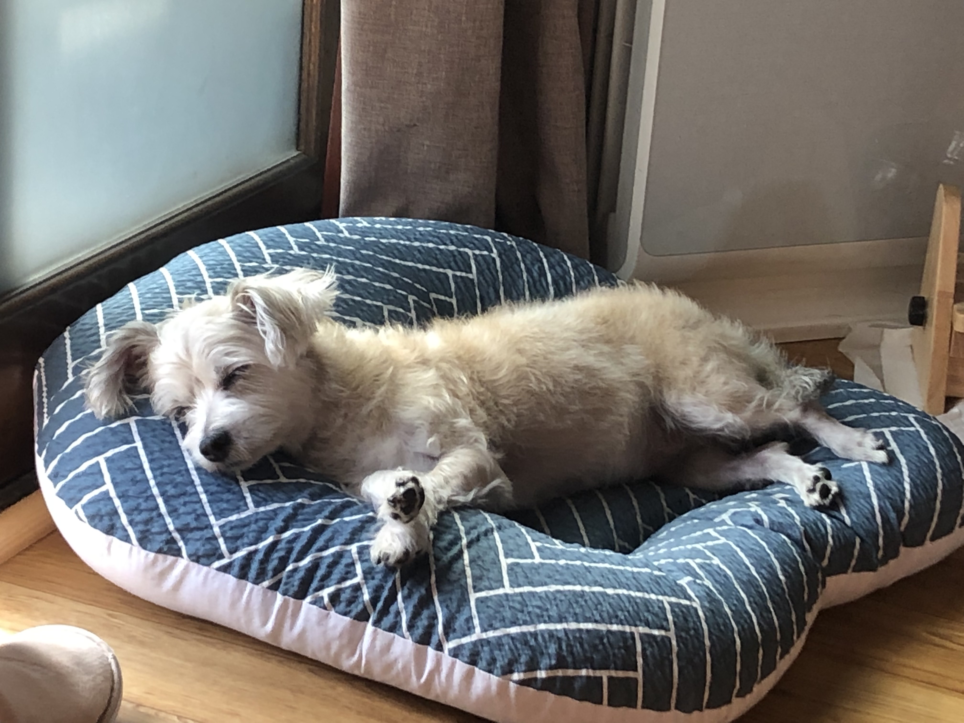 진이(前바비) 입양한지 벌써 1년이네요.