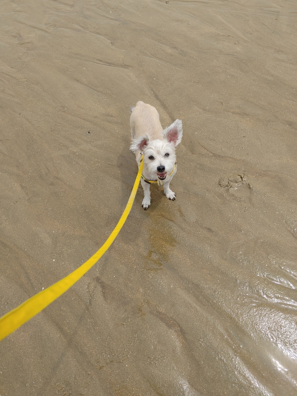 진이(前바비) 입양한지 벌써 1년이네요.